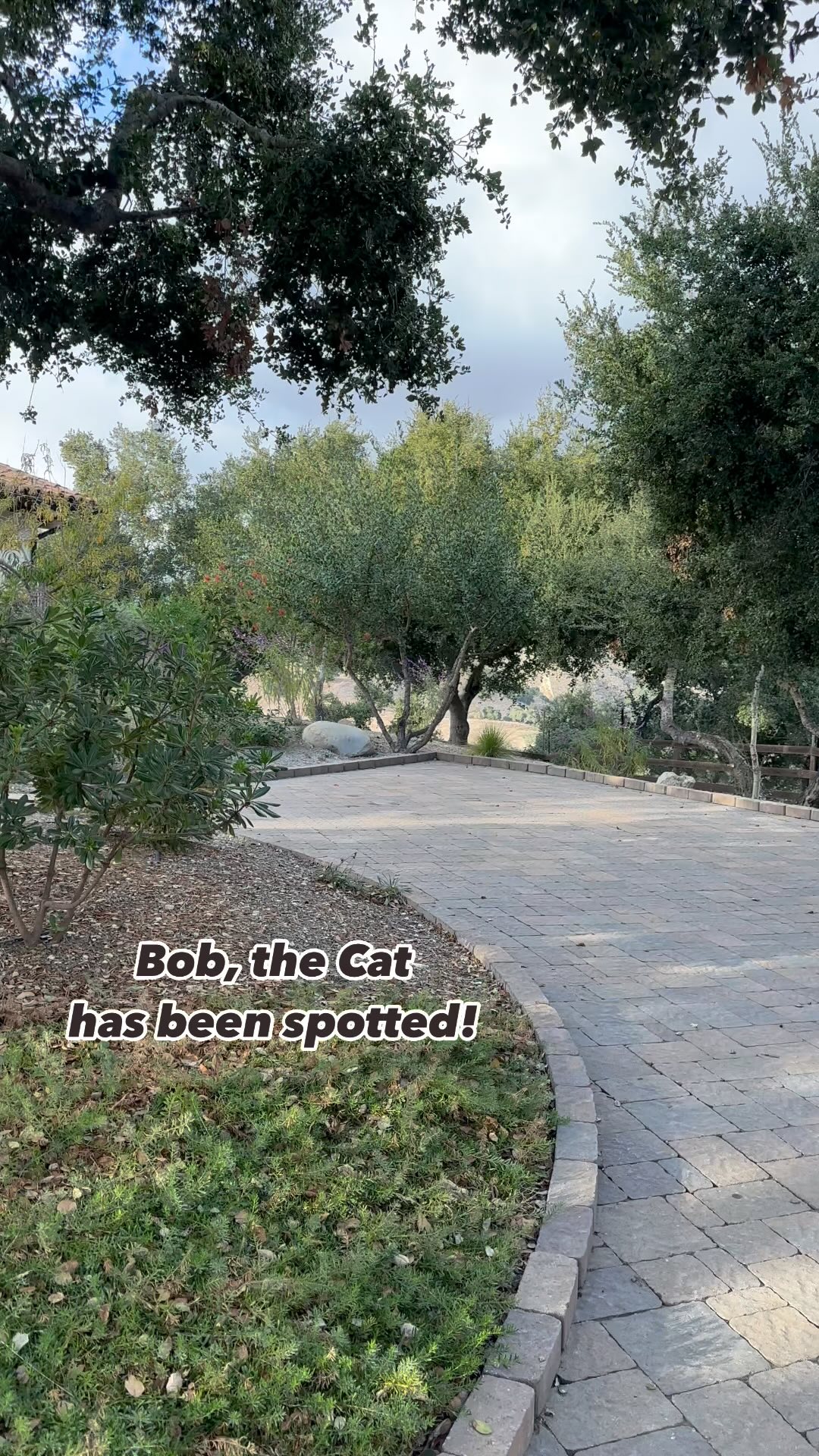 On the prowl for a glass of cab.