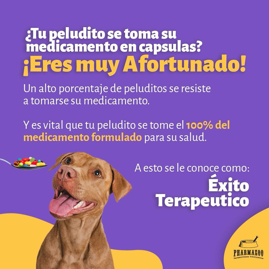 ¿Sabías que solo un pequeño porcentaje de peluditos toman sus medicamentos en cápsulas sin problema? 🐾💊
#CuidadoCanino #SaludAnimal #Pharmazoo #perros #pets #mascotas