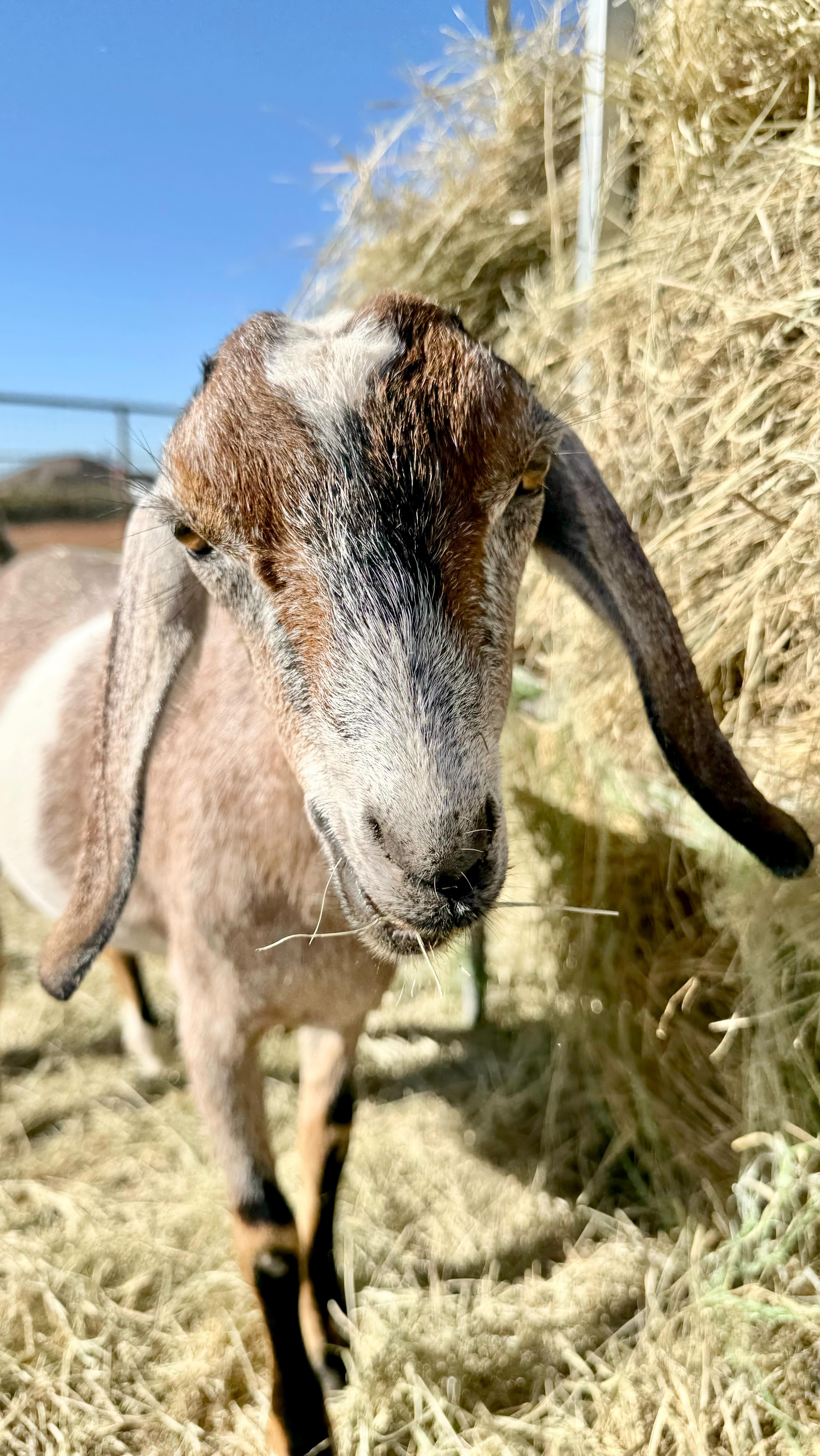 Peppermint Wanting all the pets. Then there’s lady who will help herself lol. I love my goat tribe. Everyone has their own personality. They can be so sweet, but some don’t want to share me lol.☺️😊
.
.
.
#goatlife#farmher#mininubians#countryliving#nigeriandwarfgoats#dairygoats#dairyherd#alpharanch
