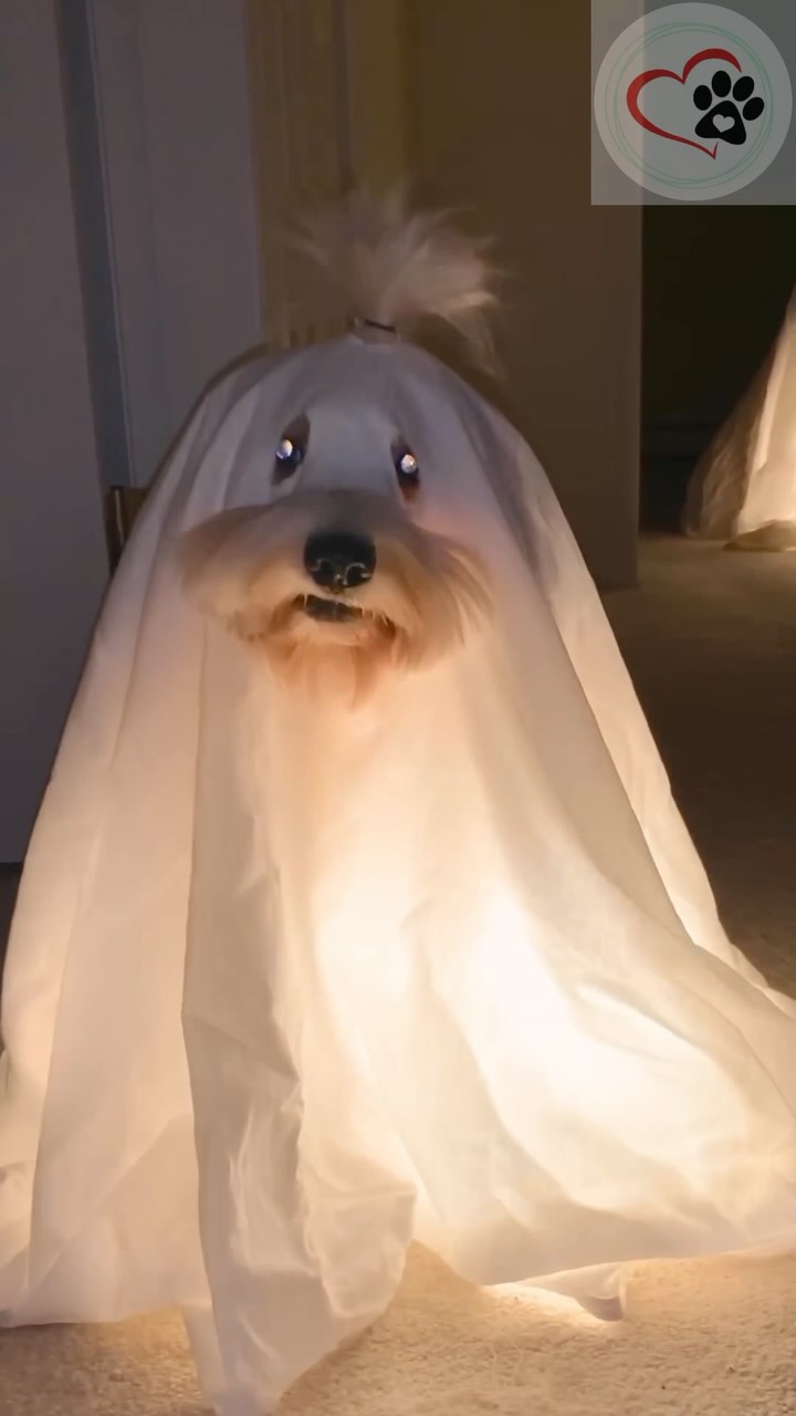 Can Can Dogs
#dogs #dog #cute #cat #cats #loveonpaws #catlover #catvideos #catlovers #catshorts #funny #funnyvideo #funnyshorts #funnyvideos #funnycat #cutecat #fyp #fypシ
#animais #cão #resgateanimais