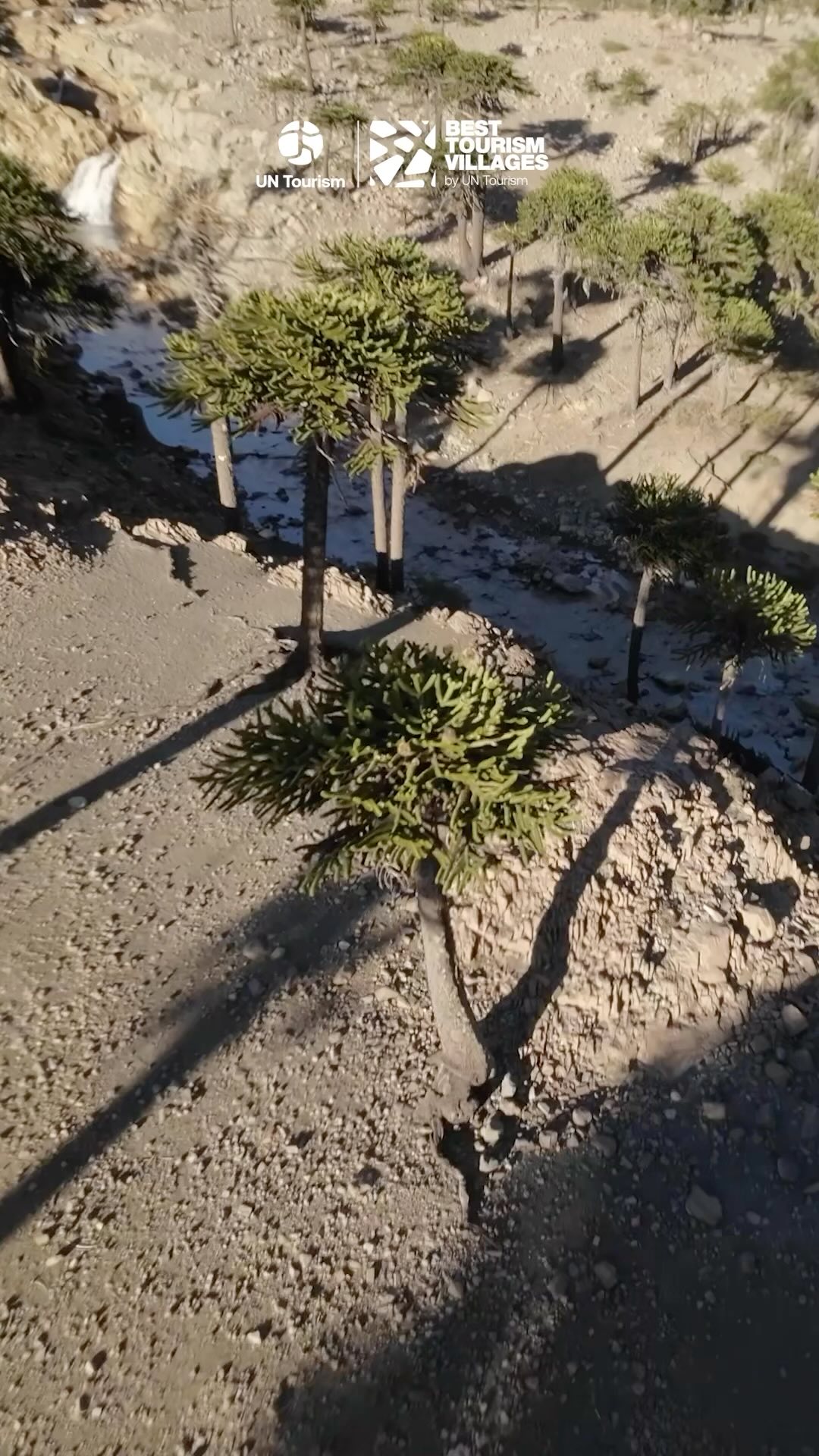 ✨ ¡Felicitaciones Caviahue-Copahue por ser reconocido como uno de los pueblos más lindos del mundo! 🌍
🏅Celebramos junto a la comunidad este gran reconocimiento a nivel mundial.
🏔️ Este paraíso de montaña, enmarcado por imponentes volcanes, bosques de araucarias milenarias y termas de aguas curativas, es finalista en la prestigiosa convocatoria de la ONU “Best Tourism Villages 2024”.
Este reconocimiento destaca su compromiso con un turismo sostenible y la preservación de su increíble riqueza natural y cultural.
Un verdadero tesoro neuquino que invita a vivir experiencias inolvidables, desde la aventura en la nieve hasta la tranquilidad termal! ⛷️❄️
#Caviahue #Copahue #BestTourismVillages #Neuquén #TurismoSostenible #grandhotelcaviahue