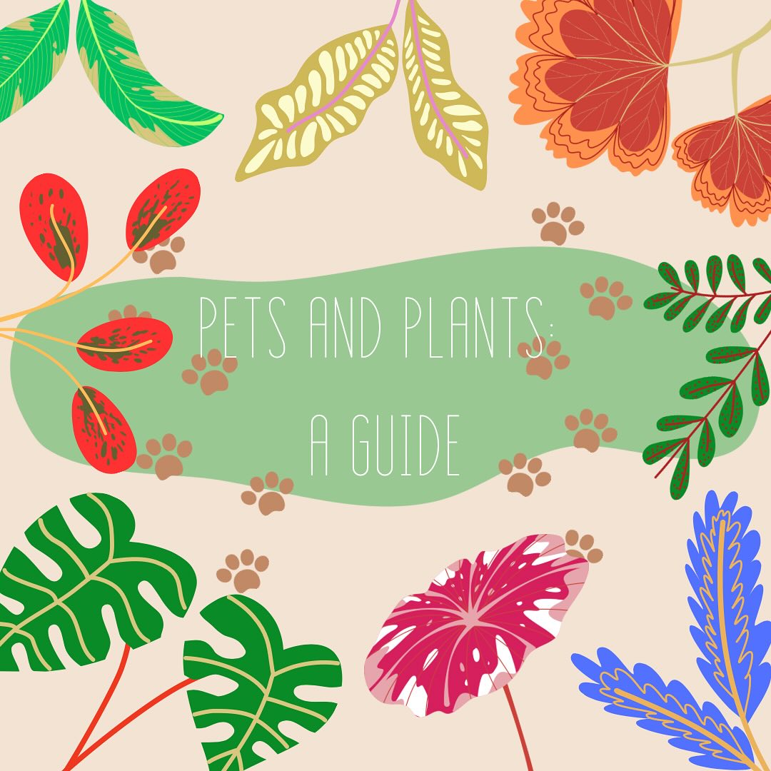 🌼 For our plant loving pet parents 🌼
If you think your pet may have ingested a toxic plant or flower make sure to call your veterinarian right away.
Symptoms may not be apparent without bloodwork.
⚠️Do not try to induce vomiting at home⚠️
🪴Other helpful resources🪴
ASPCA Animal Poison Control Center (888) 426-4435
For more information visit ASPCA’s website:
https://www.aspca.org/pet-care/animal-poison-control/toxic-and-non-toxic-plants