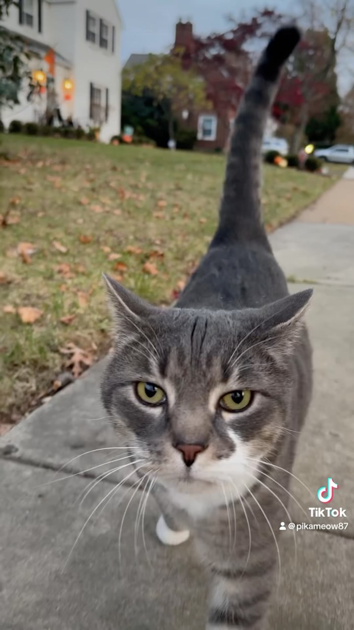 Sometimes cats like to join us on our “dog” walks too!
#adorable #cats #catsofdelaware #wilmingtonde #delaware #kittycat #dogwalk
