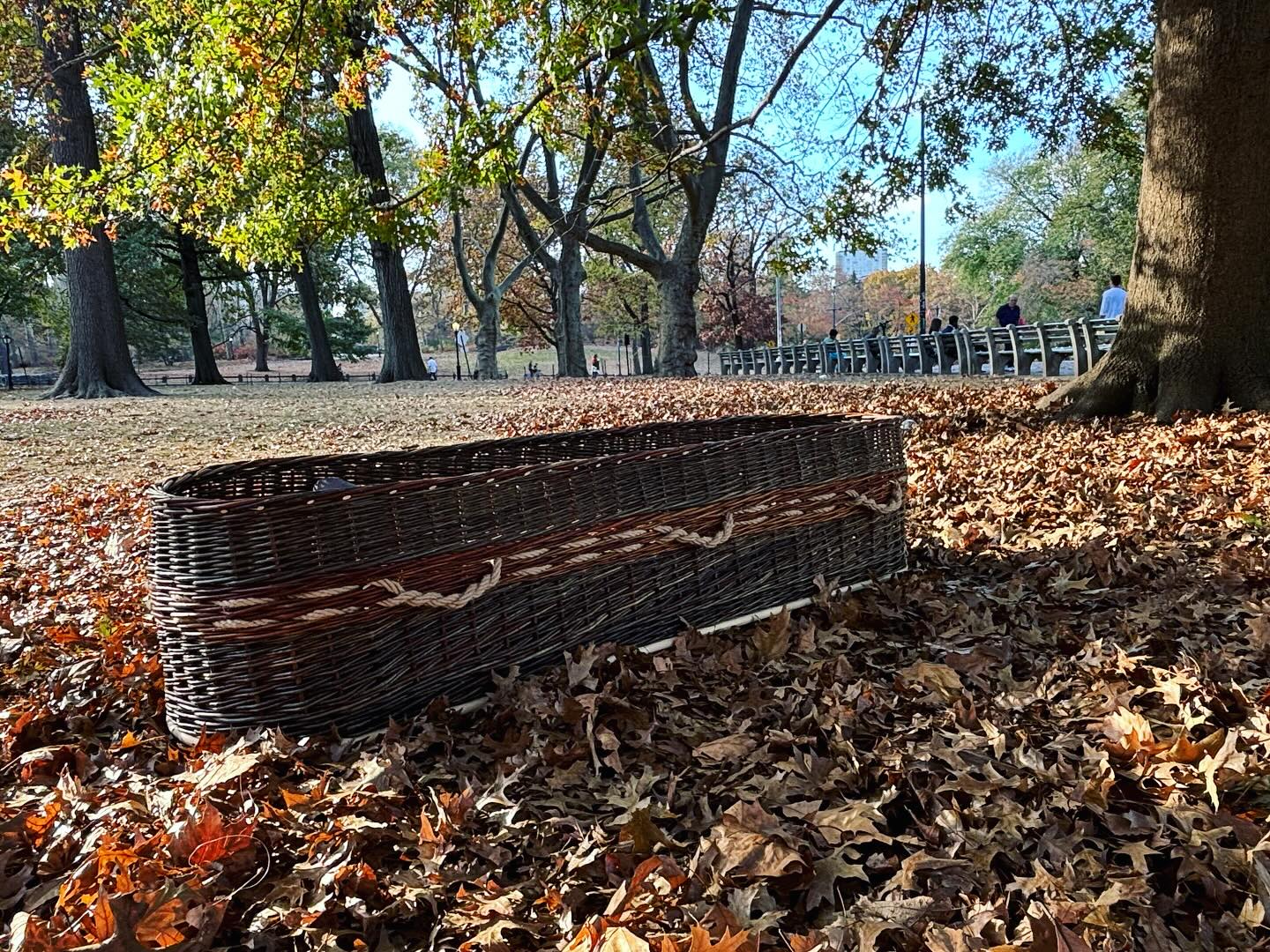 Part 2, weaving a casket in Central Park, fall leaves, blue skies. Alix has lived her entire life in the vicinity of the Park, and it felt like the obvious thing to do—weave part of her casket here, surrounded by this city. People stopped to chat and ask questions—including a man who had buried his mother in a willow casket woven by my teacher @fraserbaskets. Just before turning down the border, we wove in a twig found nearby, in honor of a day and a life and a place. Getting a casket to and from the park, on foot, through the streets of NYC, was…also special😂. But so worth it!
#willowcasket #willowcoffinweaving #willowwork #centralpark #centralparkfoliagewatch #centralparkview #newyorkcity #newyorkcityliving #naturalburial #alixstrauss #mossandthistlefarm #womenwhocreate #handwoven
