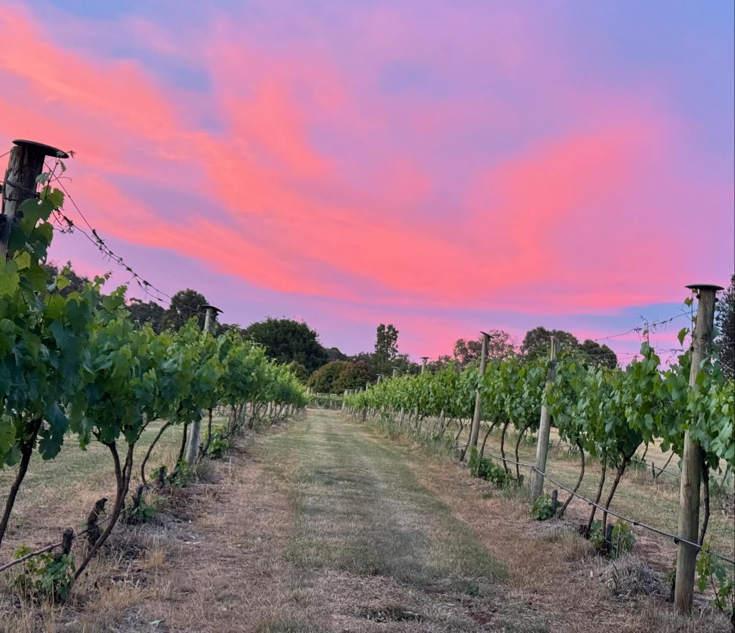 Magnificent sky tonight (no filter)… We are at Lancefield Market this weekend and the Cellar Door open this weekend… #nofilter#winetastings #winetastingsvictoria #lovewine #familyfriendly #familyrunwinery #ourvineyard #boutiquewinery #winerylovers #wine #australianwines
#macedonranges #winetasting #cellardoor #vintners #daylesfordmacedonlife #daylesfordmacedonranges #cellardoorvictoria #melbournecellardoor #victorianwine #victorianwinery #winerymacedonranges #woodend #kyneton #localproducers #cellardoorvictoria #explorevictoria #wineryvictoria #countryvictotia
#visitvictoria
