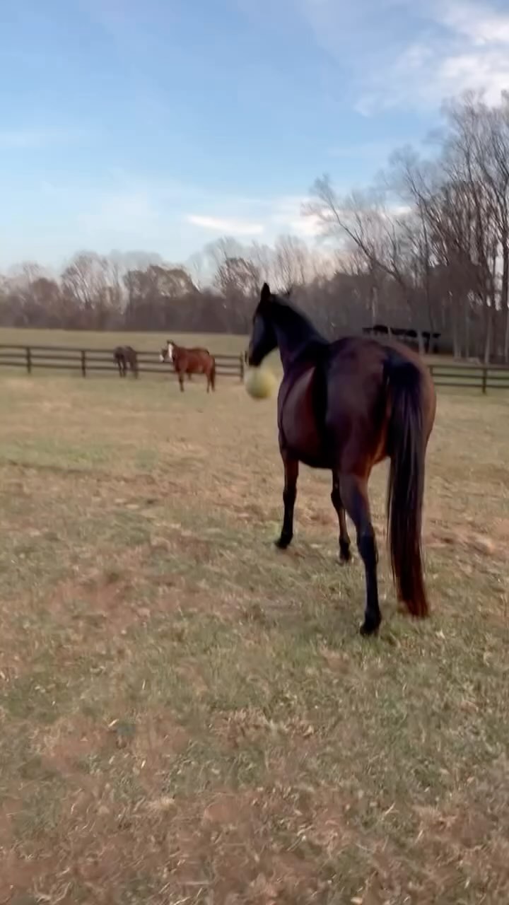 Rescue dog + rescue horse = BFFs. 🐾🫶🐴 #horse #horserescue #horses #rescuepup #cuteanimals #animals #friendship #friends #love