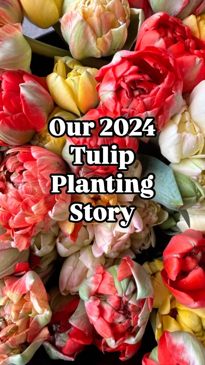 While we haven’t been at the markets lately bc our fresh flowers are done for the season, we’ve been busy cleaning up the farm and planting for the 2025 season. This week was tulip planting week. Once we were done, I’m seriously questioning if they will be enough for the spring but nothing to be done about it now. What will be will be because you have to order your bulbs back in May to secure the supply. #walkingwindfarmandflorist #clarkevafarmmkt #oldtownalexandriafarmersmarket #berryvilleva #oldtownalexandria #clarkecountyva