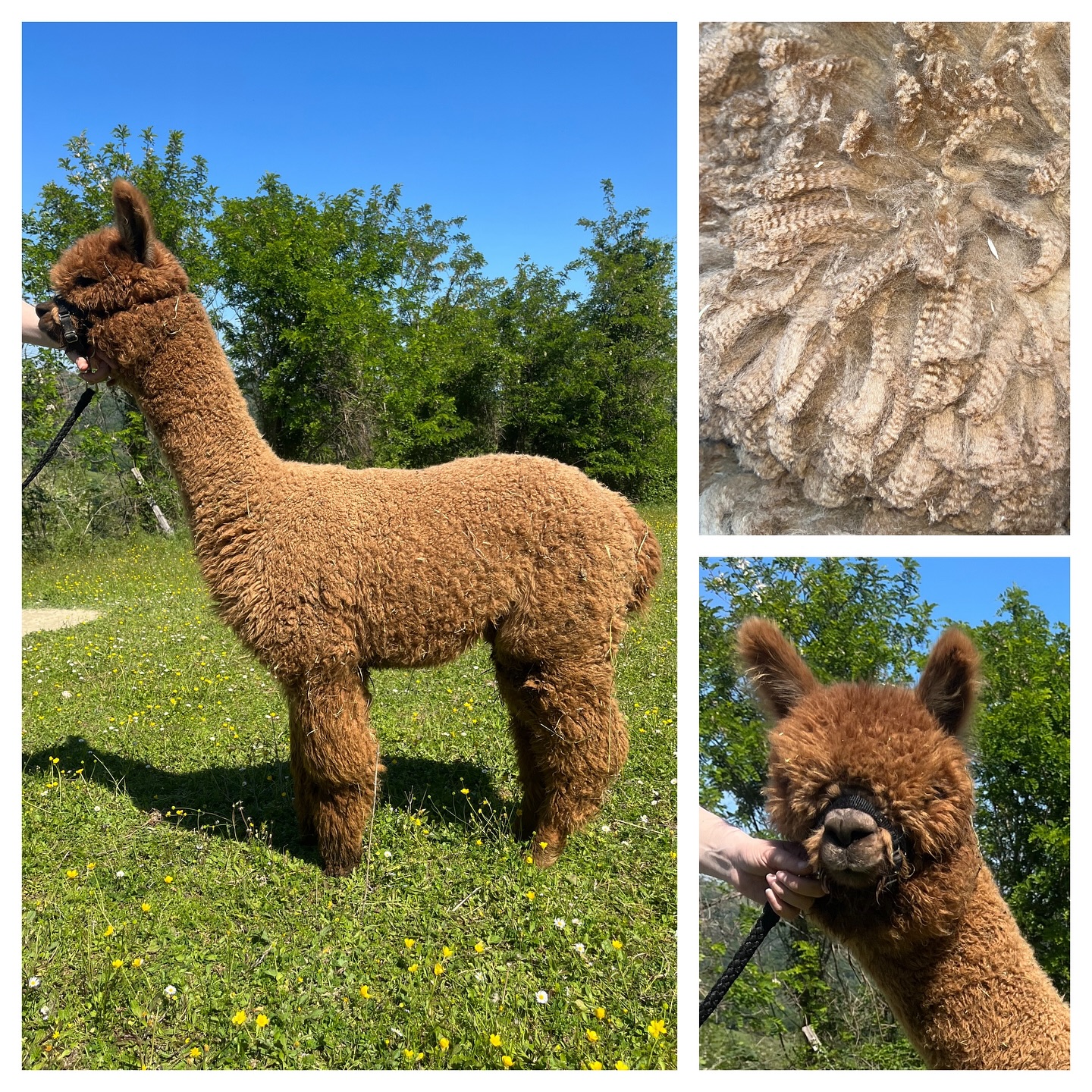 Universe Della Foglia é sempre sembrato un animale speciale, fin da piccolissimo la sua fibra ci ha impressionato per la sua finezza. Non sapevamo fino a che punto potesse essere fine, in quanto una valutazione di un occhio esperto può comunque sbagliarsi di un micron o due. Finalmente abbiamo avuto i risultati dal laboratorio di analisi e quello che ci ha lasciati increduli è che non solo Universe possiede una finezza fuori dal comune, ma è addirittura migliorato nella sua seconda fibra. Dagli istogrammi si nota come l’SD (standard deviation) sia bassissimo, una differenza di solo 2.4 micron all’interno del campione 2024, ciò indica una estrema uniformità nel micronaggio dei peli. La finezza, misurata in Micron (unità di misura=un millesimo di un millimetro) indica una finezza di 12.5 micron alla sua seconda fibra! Per avere un paragone concreto, il capello umano può misurare circa 40 micron.
Abbiamo tutti i motivi per continuare a credere che questo animale sia molto speciale e non vediamo l’ora di vedere come evolverà la sua fibra nel 2025.
Qui riportiamo alcuni dati delle sue due fibre:
2023 Micron 13.3, SD 2.7, <15 73.4%, CRV 53.6 dg/mm, CF 100%
2024 Micron 12.5, SD 2.4, <15 81.3%, CRV 56.3 dg/mm CF 100%
I giudici che lo hanno premiato negli show hanno parlato di lui come un animale denso in relazione alla finezza e con una uniformità di caratteristiche in tutto il suo vello. I giudici si sono espressi anche apprezzando l’aspetto morfologico ed estetico di Universe.
Siamo molto orgogliosi di lui ✨
#alpaca #alpacas #alpacadellafoglia #alpacalove #alpacalover #alpacafarm #alpacalife #fibra #fleece #alpacafleece #alpacasofinstagram #agricoltura #allevamento #miglioramentogenetico #nextgen #allevamentoalpaca #urbino #marche #italy