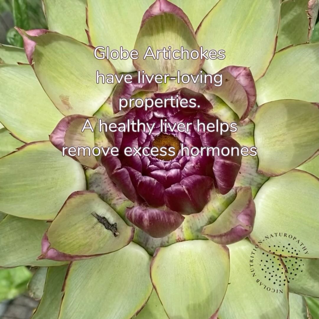 šæ Globe Artichokes šæ
Looking for natural ways to support your hormone health? Try globe artichokes (Cynara scolymus).
š Benefits of Globe Artichokes š
Liver Support: Globe artichokes are known for their liver-loving properties. A healthy liver helps metabolise hormones and remove excess ones, helping to maintain hormonal balance.
Digestive Health: Rich in fibre, artichokes aid digestion and promote a healthy gut, which is crucial for overall wellness.
Antioxidant Power: Packed with antioxidants, artichokes help fight inflammation and oxidative stress.
Cholesterol Management: Artichokes can help lower bad cholesterol, supporting your cardiovascular health.
Incorporating globe artichokes into your diet can be a tasty and beneficial way to support your bodyās natural balance. Theyāre versatile and can be steamed, boiled, roasted or stuffed. Enjoy! š¼āØ š
#GlobeArtichokes #NaturalHealth #HormoneBalance #Wellness