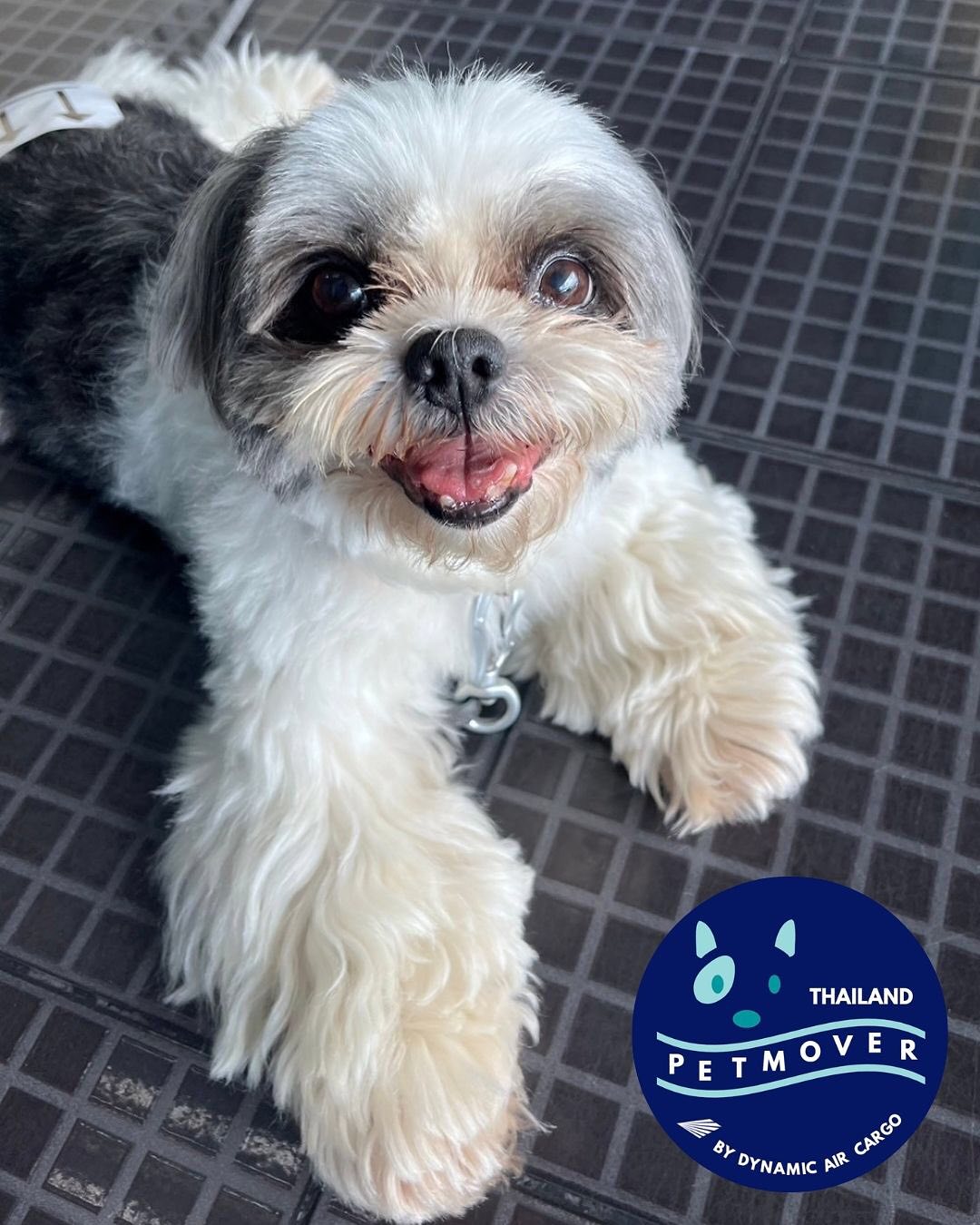 🇳🇱 🛬 🇹🇭
Becky is relaxing after a long flight from Amsterdam to Bangkok! Swipe for their family reunion photo 🥰 Thank you so much for trusting in our services 🙏🏻
——————————————————
🐶 Thailand Pet Mover
🐱 Where Pet Lover Meets Pet Mover
🐰 Inquire via LINE: @thailandpetmover
🐯 Or Email: service@dynamicaircargo.com
🐹 Our DMs are not monitored
🐷 A trade mark service managed by Dynamic Air Cargo, a member of IPATA and IATA.
——————————————————
Please make sure you contact direct to our customer service team
#bangkok #traveller #importer #exporters #animals #thailandpetmover #petrelocationservices #petrelocation
#animallovers #pet #petmoverthailand #petshipping #dynamicaircargo #thailandpetrelocation #petrelocationthailand
#worldwideshipping #petmover #petlover #cats #doglover #ขนส่งสัตว์เลี้ยงไปต่างประเทศ #หมา #แมว #ขนส่งสัตว์เลี้ยง #doglovers #dogs #pets #petboarding