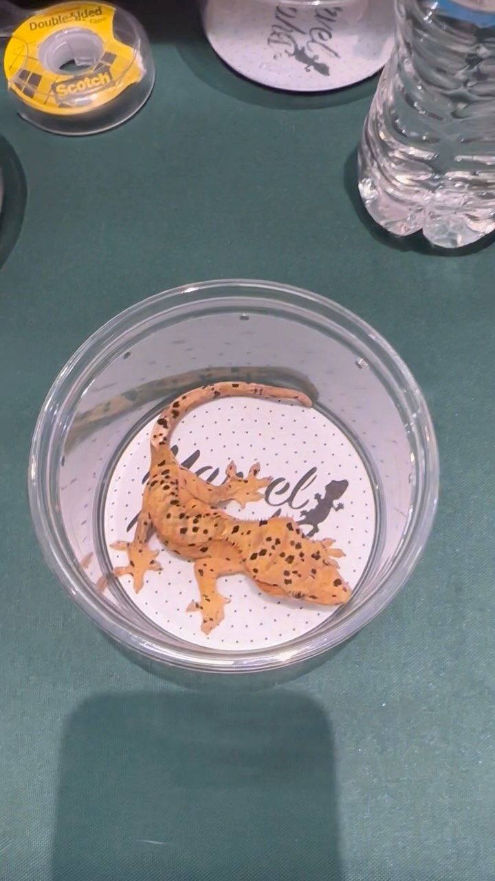 #marvelmorphs having fun again, this time at the #delmarreptileexpo. Hope to see you here!