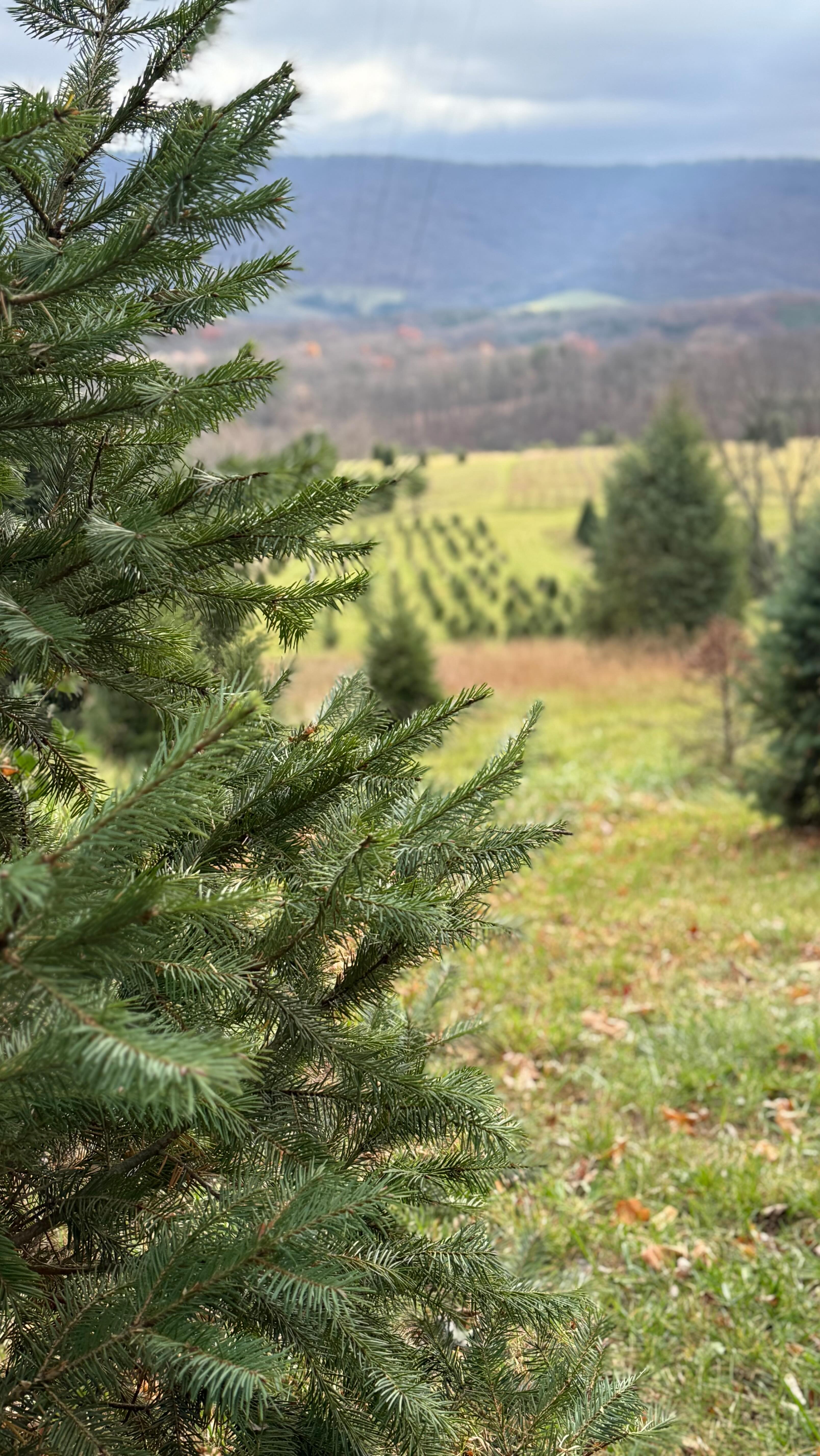This weekend we spent a day hauling in several loads of Christmas evergreens for the Christmas items we build each year. It was such a beautiful day and the driving through Hampshire County where we're located was simply just gorgeous. We truly live in an amazing place. If you haven't ordered your wreath, kissing ball or other Christmas Goodies, check out our website (https://www.walkingwindfarm.com/shop) and order now. The website is also linked in the bio. #walkingwindfarmandflorist #oldtownalexandriafarmersmarket #clarkevafarmmkt #berryvilleva #clarkecountyva #oldtownalexandria