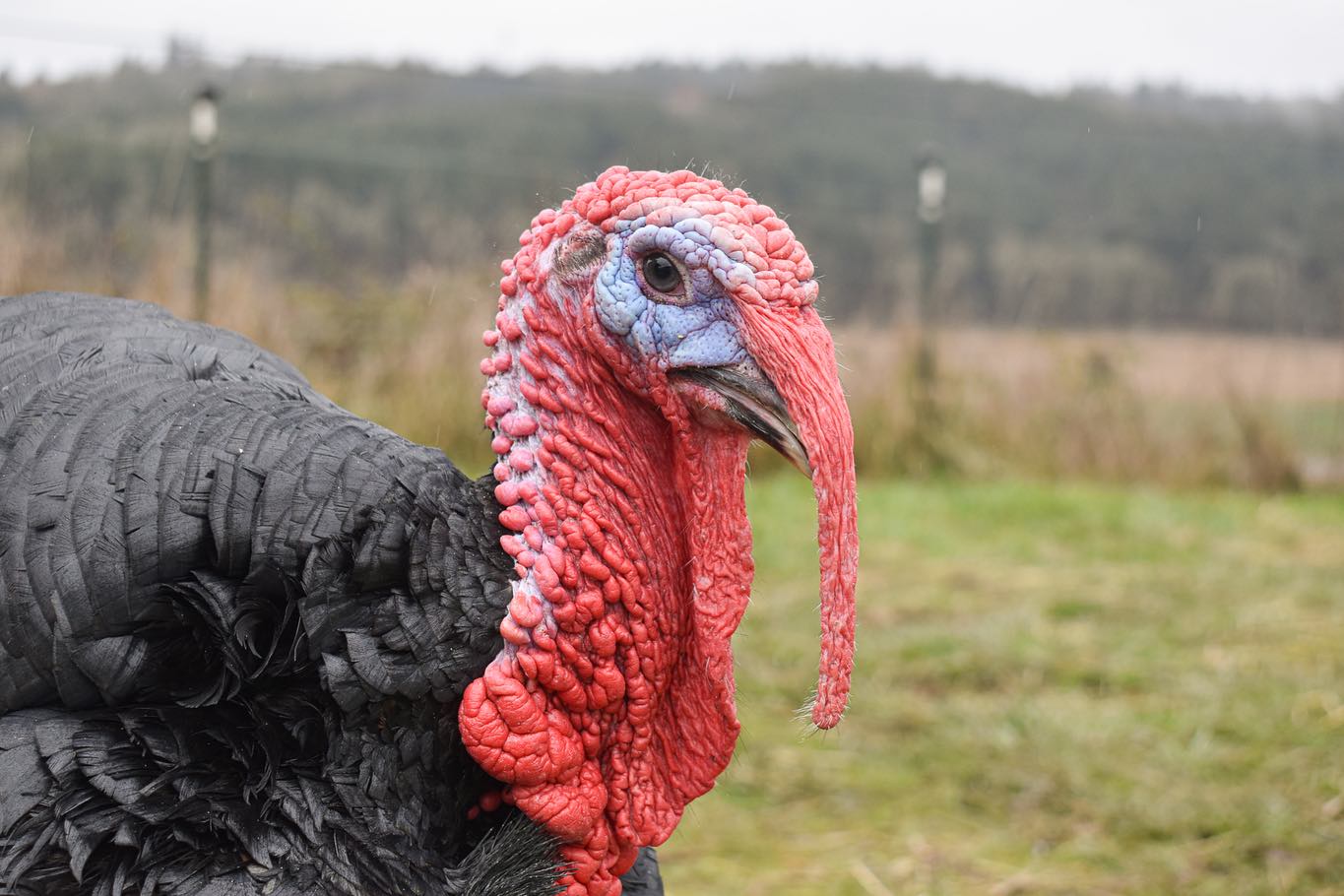 “We have to speak up on behalf of those who cannot speak for themselves.” - Peter Singer
Approximately 46 million slaughtered this year in the United States for a holiday that is rooted in harm. There is a connection between the two. May we consider who is on the table and what is possible when we choose compassion.
✨🧡✨
📷 of wonderful turkey friends I’ve met at @wildwoodfarmsanctuary and @luvinarms