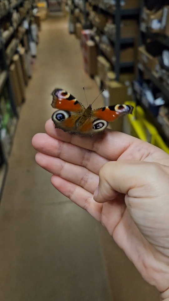Dag, Pauwoog! 🦋
Meneer wilde niet naar buiten. Snap ik wel. Hij mag van mij in het magazijn wonen!
In het Hebreeuws heet een vlinder 'parpar' (פרפר) wat van de grondbetekenis 'uiteengaan' komt. Een kleine fladderaar, dus!
Zo mooi, zo'n beestje... 😍