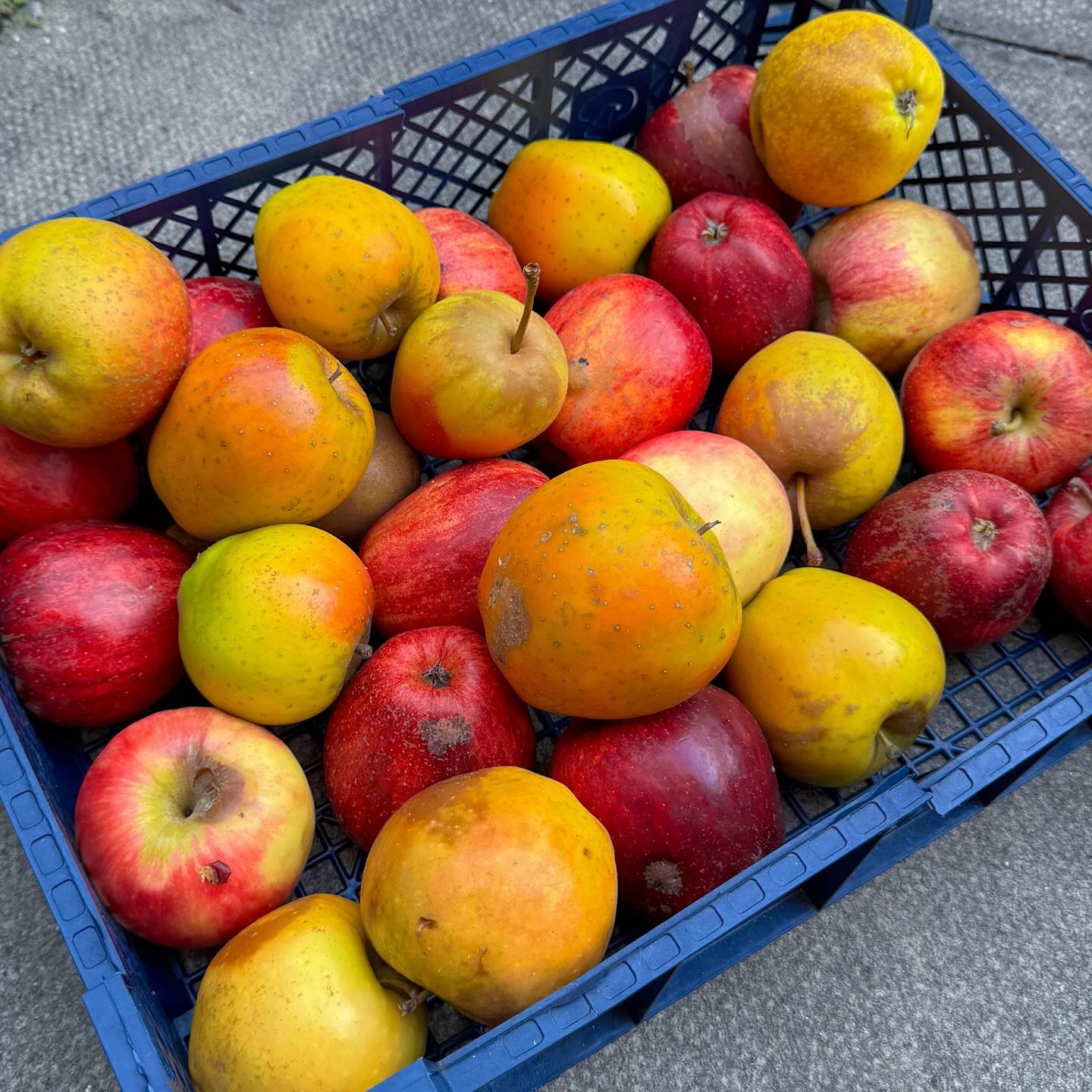We can’t thank our wonderful suppliers enough for supporting our mission to reduce food costs and fight food waste. We get deliveries of fresh produce 3 times a week which we use to stock our shelves, ready for you to shop.
Last week we had some multicoloured orchard apples. Delicious on their own, dunked into peanut butter or baked into an apple pie or crumble. Stop by to see what we’ve got on our shelves this week.