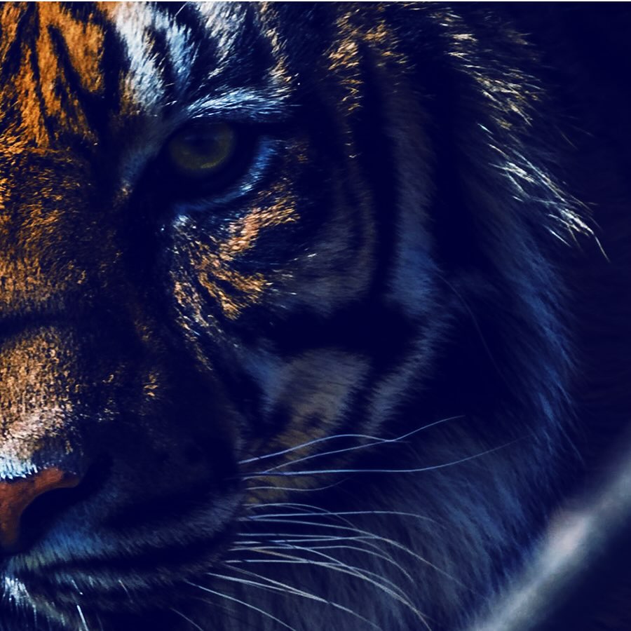 Courage unused becomes weaker. Passion unexpressed gets smaller.
#bebold #bepassionate #expressyourself #shineon #mentalhealthsupport #mentalhealththerapy