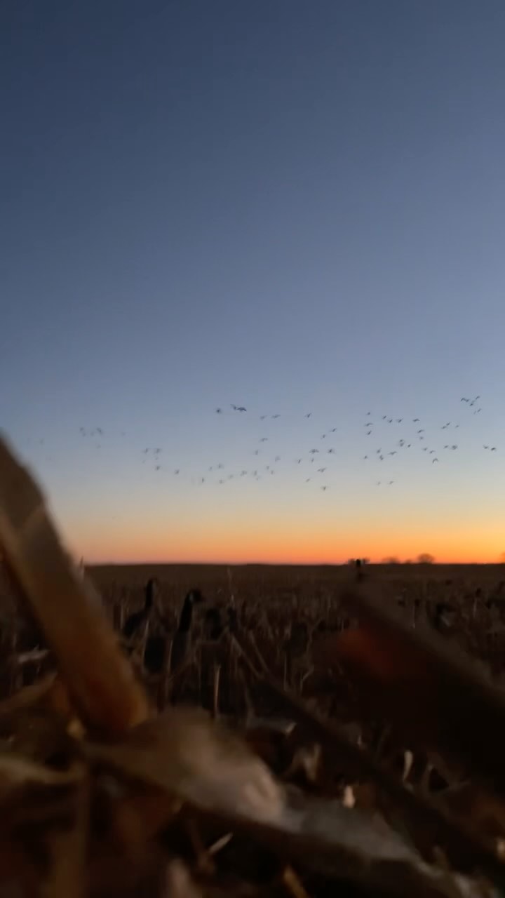 Mallards have been on fire lately 🦆