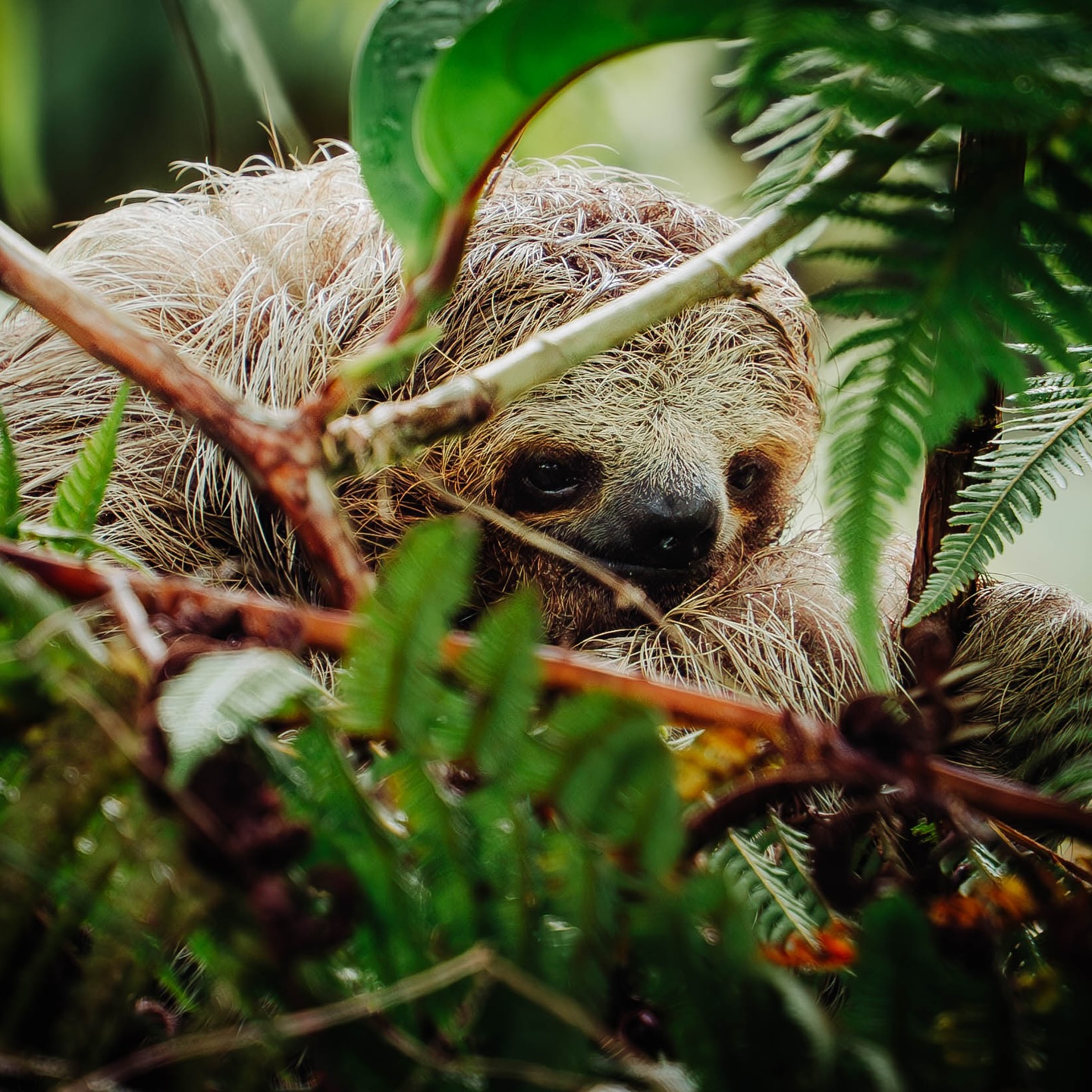 🍃When your plans are to ‘hang around’ but the paparazzi (aka tourists) show up! Sloth life is all about patience, chill vibes, and some solid hide-and-seek skills.
_________________________
Photo by @mandalavisioncr
_________________________
#adventurethrillscr #costaricaadventures #sloth #natgeotravel #wacostarica