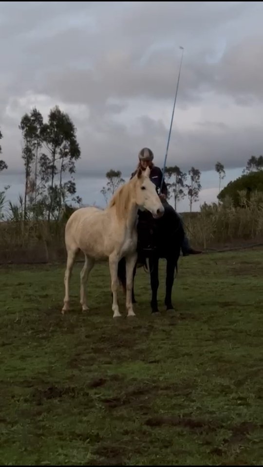 And sometimes we just fall in love. Hera - the queen of gods slowly conquered my heart. I always knew about her potential, I mean the most challenging horses are special for a reason. She's one of the smartest and most sensitive horses I know, she can sense absolutely everything and she teaches me so, so much about so, so many things. I can't even write all of them down.
She's so sweet but so strong. She's soft but so smart and fast, playing with her off of Galeón was quite the challenge and workout for Galeón until she finally started connecting.
She's the most loyal horse that I ever had a connection with, it's almost impossible for me to teach with her because she's so focused on me that I need to leave the arena and even step away from the fence.
She's not yet fully trusting me, neither fully started and she's far from trusting humans in general. Yet she's already so connected and I'm incredibly curious to see where our journey can go when her trust and confidence grow with time. She's not a Dreamhorse any longer because she's going to stay part of my team, together with Galeón. Anyway she was actually not at all my Dreamhorse - never would I have imagined myself wanting to keep a 12 year old white cruzado mare.
But what can I say, I undeniably fell in love with her and with what she can teach me about horses and about myself. She's my beautiful queen and I know she's not just talented but she will be able to teach many humans about recognizing and accepting boundaries while Galeón is a master in teaching how to set boundaries. These two are so different in their stories and characters, like black and white. Yet they complement each other perfectly in many ways and I can't wait to see where we can go as a team when I come back with new motivation to play, ride and learn with them.