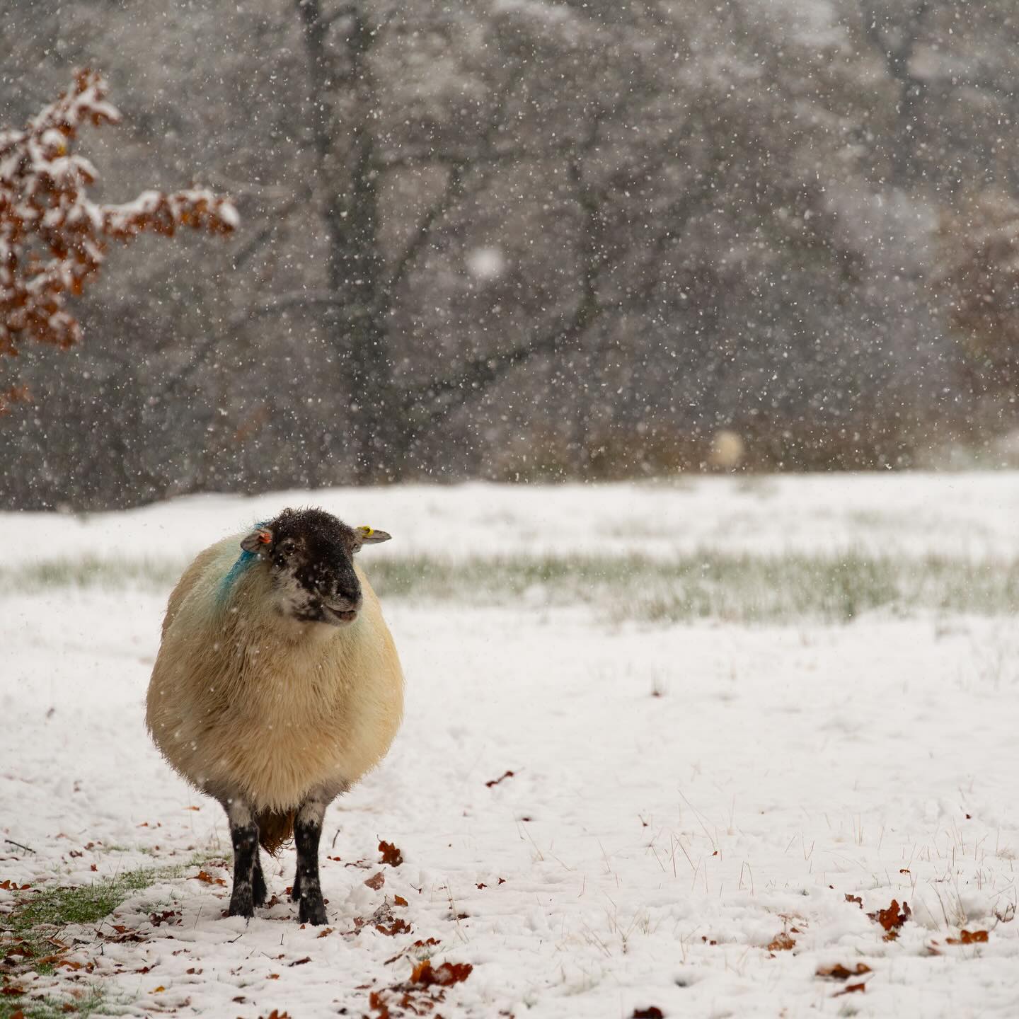 Chillin’ in Narnia (literally). BRB, fighting off the White Witch with tea and blankets. Will report back soon on the talking animal situation”
#NarniaVibes #WinterWonderland #SnowDay #IntoTheWardrobe #AlwaysWinter #WhiteWitchChic #SnowMagic #FrozenScenes #NaturePhotography #WinterEscape #SnowCovered #FrostyAdventures #AslanApproves #MysticalWinter #ChasingSnow #ColdButCozy #MagicalLandscapes #WinterInspo #SnowyDays #letitsnow