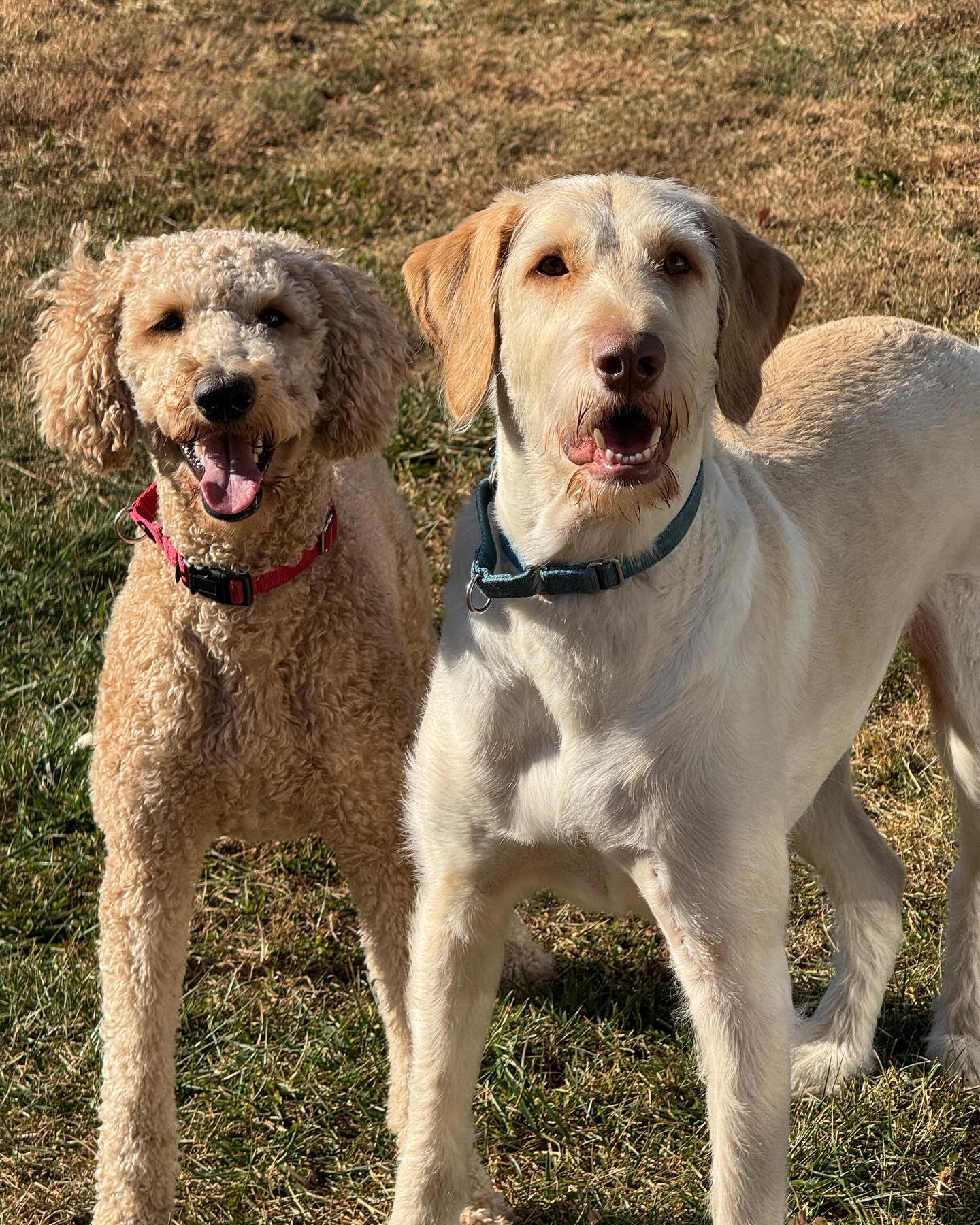 This photogenic duo is Sonny and Sydney! They are always so happy to see us and go out for playtime and a walk.
#mustlovemutts #sonny #sydney #dogwalkers #delawaredogwalker #photogenic #duo #happypups #mustlovedogs