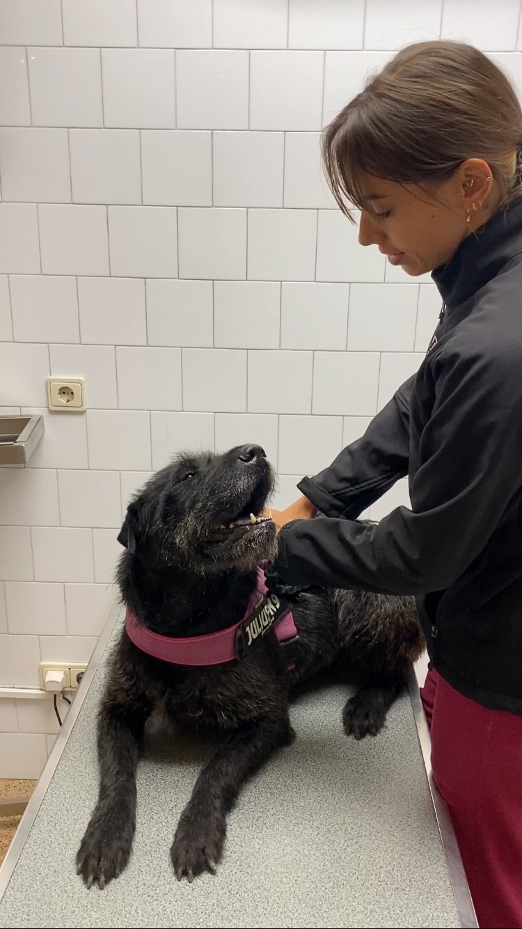 La TECA LBO (Total ear canal ablation & lateral bullae osteotomy) és una cirurgia🩸de rescat per a gossos amb problemes d'otitis👂🏼 recurrents que cronifiquen i no acaben de curar mai tot i el tractament 💊💧. Quan es descarten les causes primaries i el problema persisteix és un últim recurs al que podem recorrer per alleujar el patiment continu de l'animal 🤕. En aquesta cirurgia es resecciona ✂️ tot el canal auditiu, s'atravessa el timpà i s'elimina el teixit secretor present dins les bulles timpàniques a la oída mitja 👂🏼. D'aquesta manera s'elimina l'infecció i el dolor associat de forma definitiva.
En aquests gossos 🐕🦺, per culpa de les lesions cróniques a l'orella el sentit de la oída 👂🏼 ja està compromès previ a la cirurgia ⚠️ però tot i eliminant-los el conducte auditiu encara conservaran part de l'audició gràcies a la transmisió óssia 🦴 del so (alguna vegada has sentit a parlar dels auriculars de conducció óssia que en comptes de posar-los a l'oída es col•loquen darrere el cap? 🎧).
En el cas de la Triana la causa del problema era la estreta conformació dels seus canals auditius i el creixement de bacteries multiresistents 🦠 que la feien refractaria als tractaments. Al cap de poques setmanes de administrar-li 💧 ja tornava a ser a la clínica amb el mateix problema🤕 que com podeu veure en el vídeo 📹 li feia molt mal.
La orella que vem intervenir va ser la afectada més greument i ara ja viu molt més tranquil•la❤️. De tant en tant encara ens ve a veure pels problemes amb l'altre orella i pot ser que en el futur necessiti una altre intervenció. La Triana és una gosseta que actualment no te propietaris i està en adopció, si vols ajudar-la pose't en contacte amb @elsquissos 🙏🏼
#equipbestiari