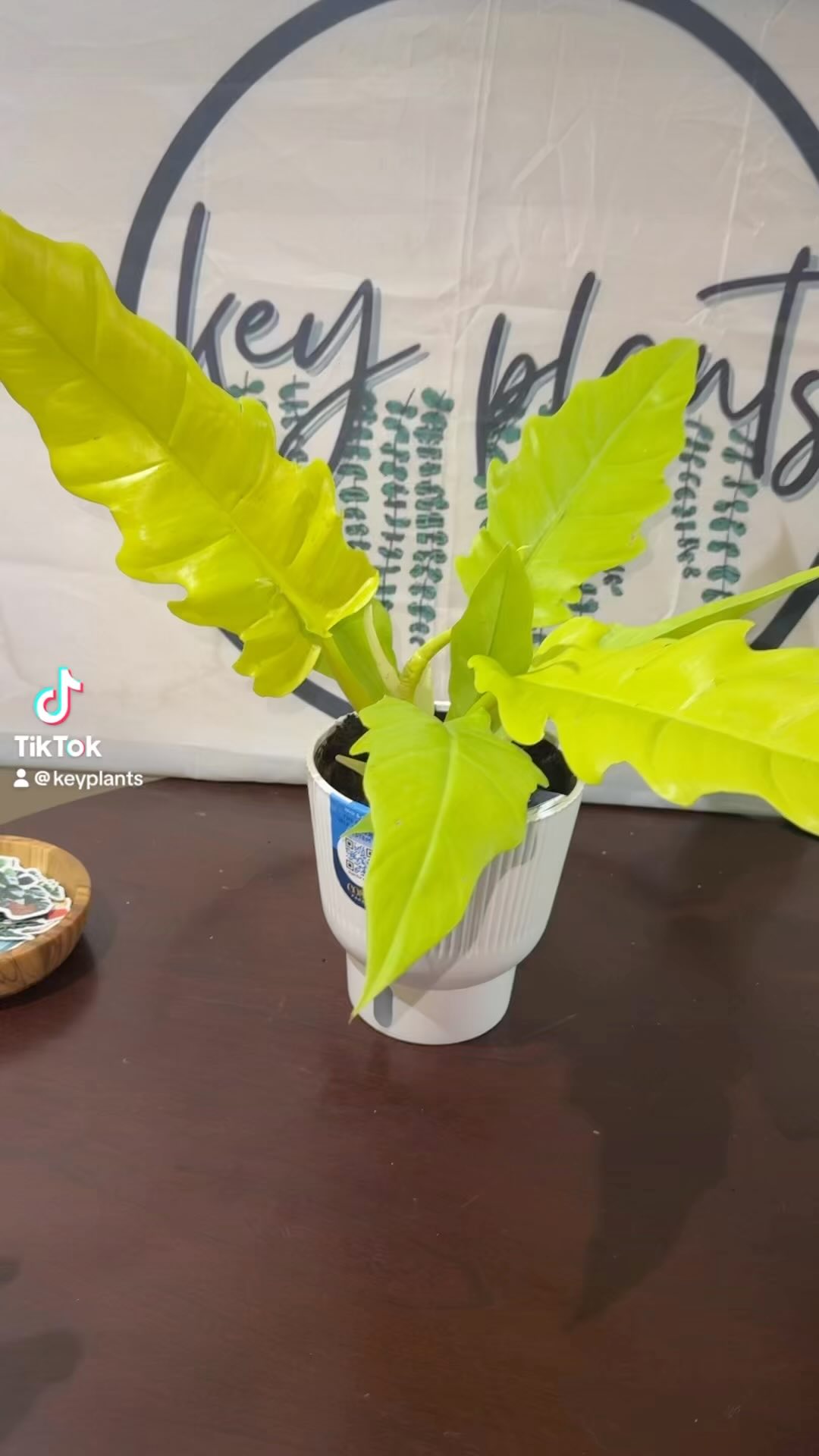 My new plants #plantslover #plantsmakepeoplehappy