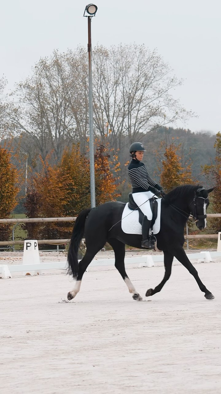 VIDÉO // Retour sur la démonstration d’Audrey et Gracieuse lors du concours de dressage organisé en interne ce week-end aux @ecuries.de.st.fargeau ✨
#CamsoAgency #videoedit #horsevideo #dressage #cheval #cso