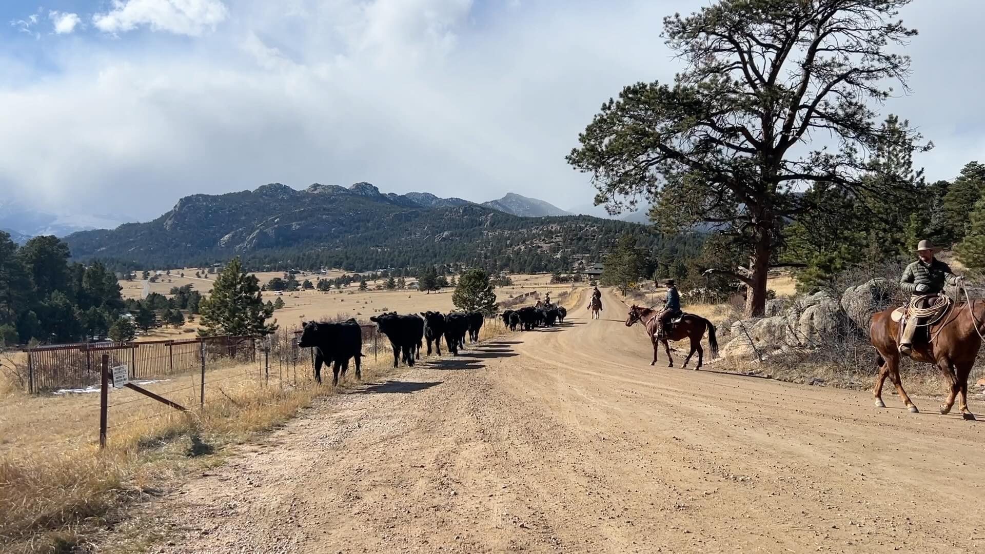 Saturday, we completed our 4.5-mile cattle drive from the main property to Dry Gulch, and what a journey it was! This year’s drive was extra special (and a bit challenging) as it was the first-ever for our calves and yearlings—without their moms. The mom cows are staying back at the main ranch to enjoy some extra mineral and nutrition while they prepare for their upcoming calves this spring.
A huge thank you to everyone who helped make the drive smooth and safe, and to the drivers who patiently followed along. Your support makes traditions like this possible! 🚜🐂
Here’s to building strong, healthy herds and keeping the ranching spirit alive. 🤠