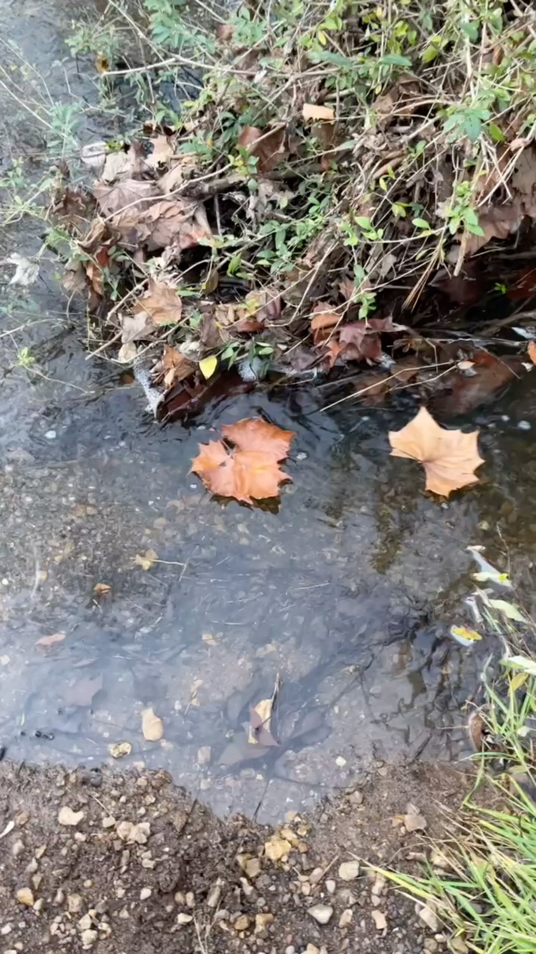 While spending time by the creek, a simple question—“Which leaf shape makes the best boat?”—turned into a journey of discovery. Watching the leaves float down the water brought a sense of calm and grounding. The gentle flow of the creek and the rhythm of nature created a space for nervous system regulation, helping both therapist and child feel more present and connected.
Moments like these build confidence and nurture critical thinking. Asking questions and testing ideas—like which leaf floats best—encourages kids to trust their curiosity and develop problem-solving skills. These small experiments grow into bigger ones, giving kids tools to navigate challenges with resilience and creativity.
Play therapy in nature invites kids to explore, wonder, and grow, helping them stay curious, confident, and connected. There’s something magical about how nature meets us exactly where we are. 🍃
#TrailhouseMoments #NatureAndPlay #GroundedInGrowth #CriticalThinkingThroughPlay #PlayTherapy #NervousSystemRegulation #NeurodiversityAffirming