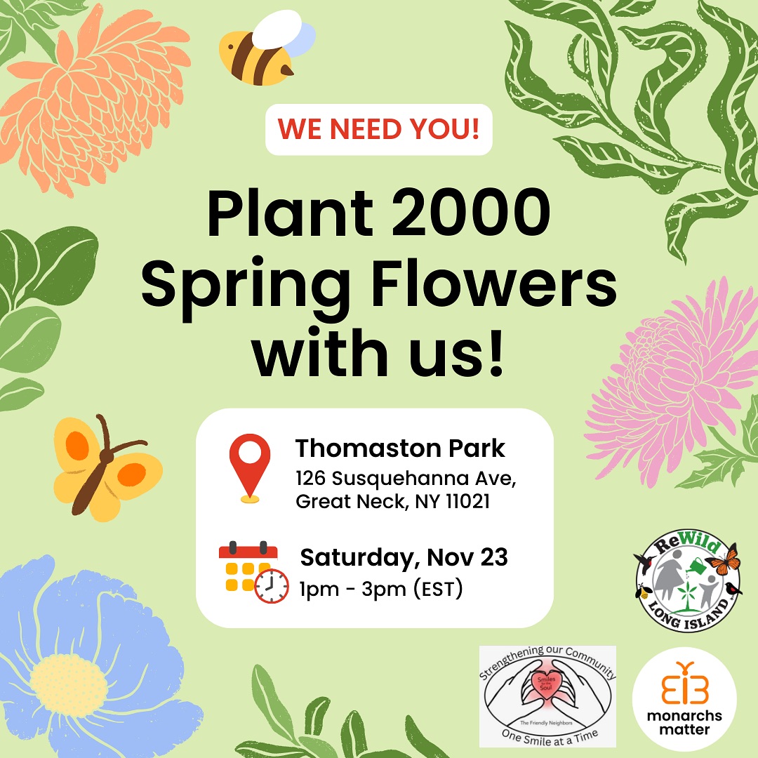 Hi there, we are planting 2000 spring flowers at Thomaston Park, and we need YOU!
Join us this Saturday (Nov 23) at 1pm-3pm if you would like to help pollinators and spread smiles 😊🌷🐝 Feel free to share it with your networks, and invite your friends and family to join as well :)
#pollinators #biodiversity #spreadsmiles #plantingflowers #communityevent #greatneckny #longislandny #monarchsmatter #rewildlongisland #environmentalactivism #springflowers #beesandbutterflies #nativepollinators