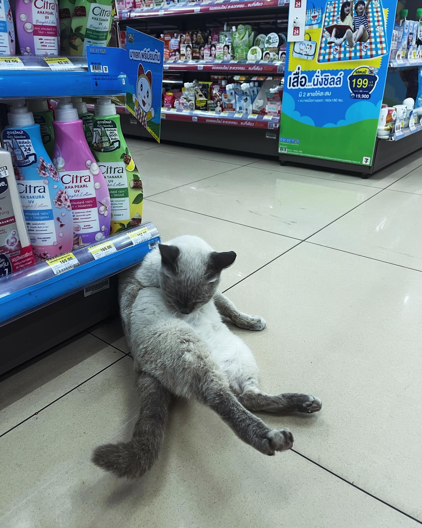 7/11 🤙🏻 🇹🇭
#adv #travel #staff #711 #furry #hungry #fsgs, #kidneytransplantrecipient