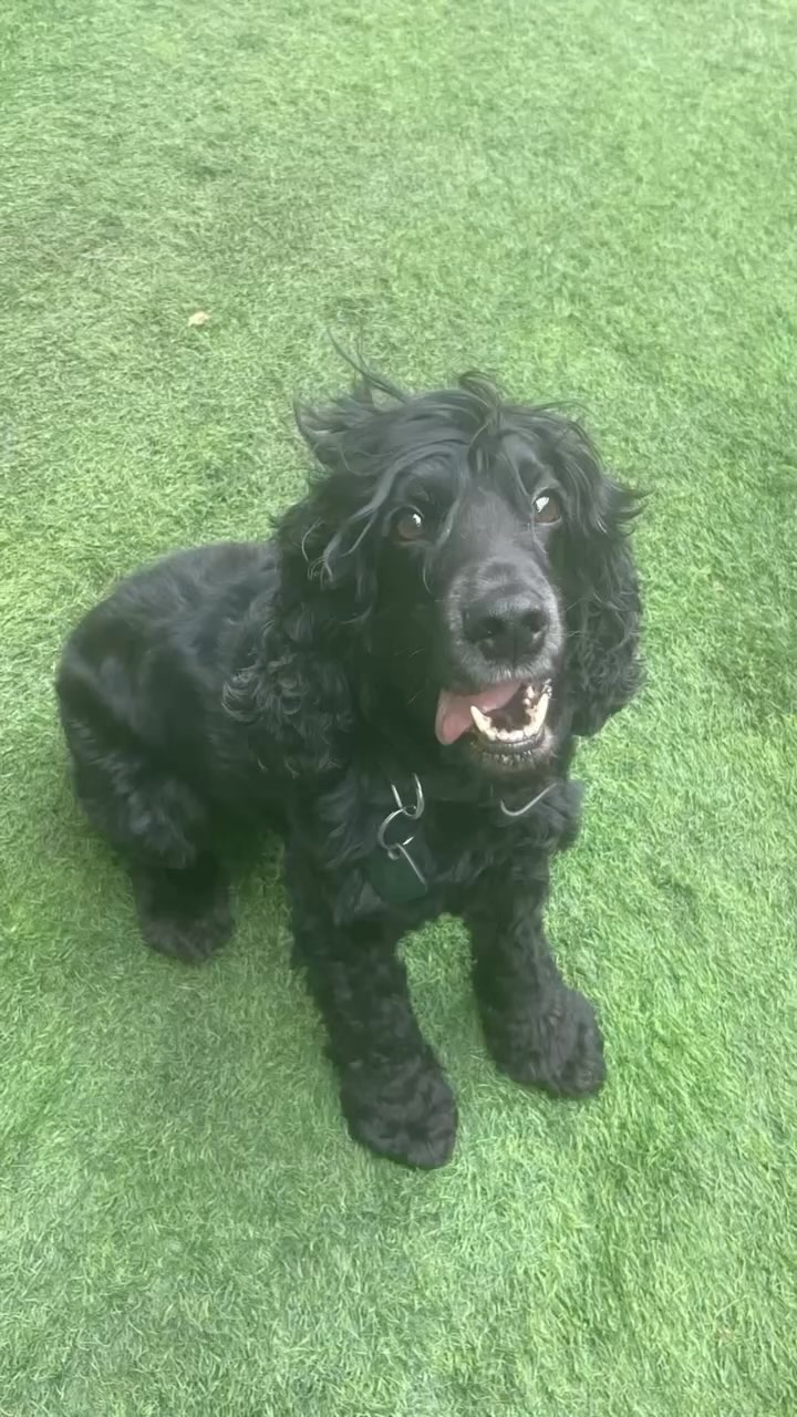 Suspect is….🩵
#dubaidogs #dogsindubai #dubai #mydubai #dogs #nyc #hellofromspot #boarding #grooming #welovedogs #dogsofdubai #dubaidog #doggieboarding #doggiedaycare #doggieboarding #dogdaycare #dogdays #uaedogs #dxbdogs #everydayawesome #adoptdontshop #pethealth #petnutrition #happypup #suspect