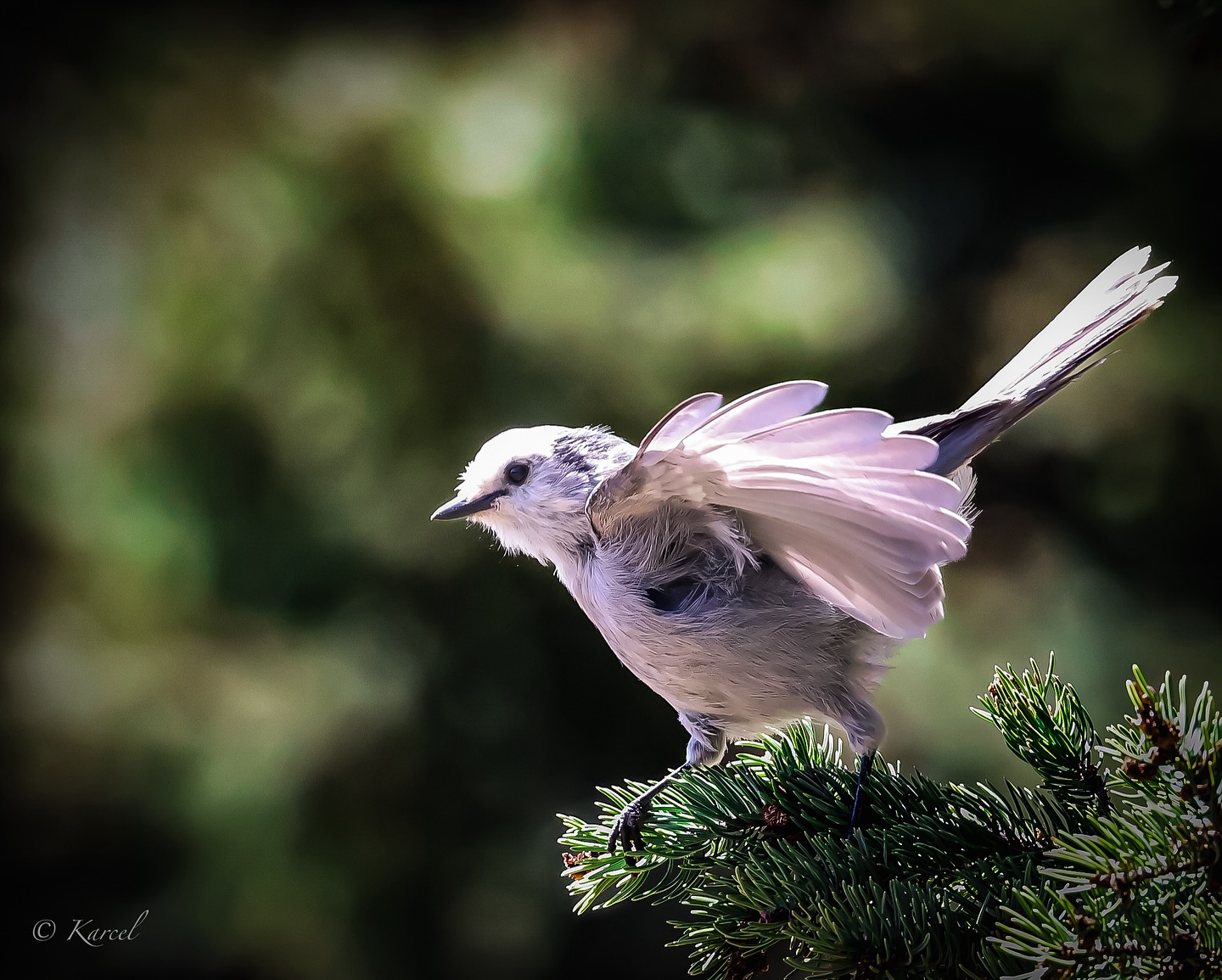 A Canada Jay taking off in Red River, NM.
Canon R5 & Canon RF100-500mm f/4.5-7.1 L IS USM
#canadajay #canadajays #grayjay #wildlife #birding #birdphotography #redriver #wildlifephotography #birdlife #birdlovers #birdfreaks #birds_captures @redrivernm