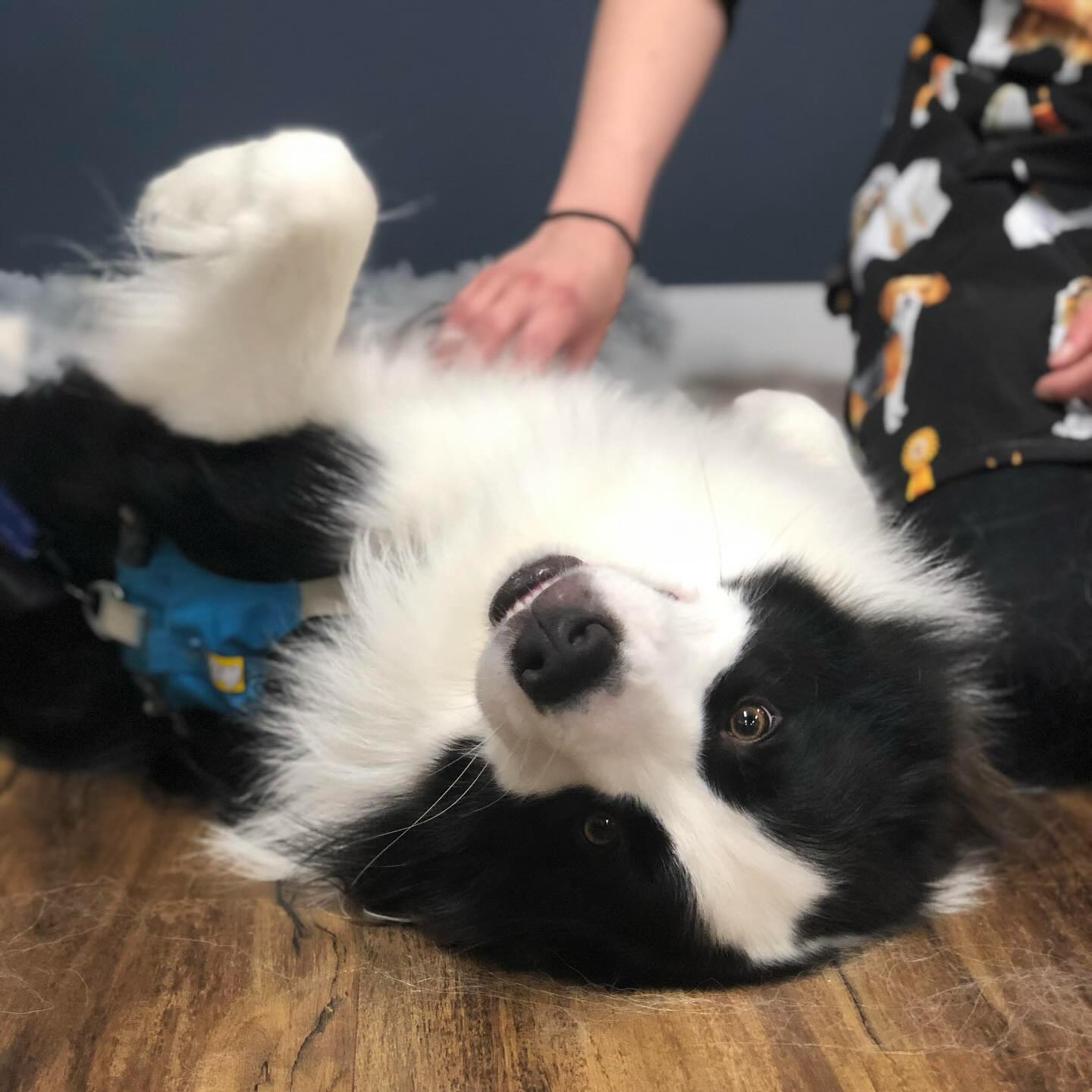 Double coat dog a bit stinky? 🥴
We have a few appointments over the next couple weeks to get them fresh and get rid of all that undercoat for the hot 🔥 weather.
📱Give us a call on 8201 8437 to book!