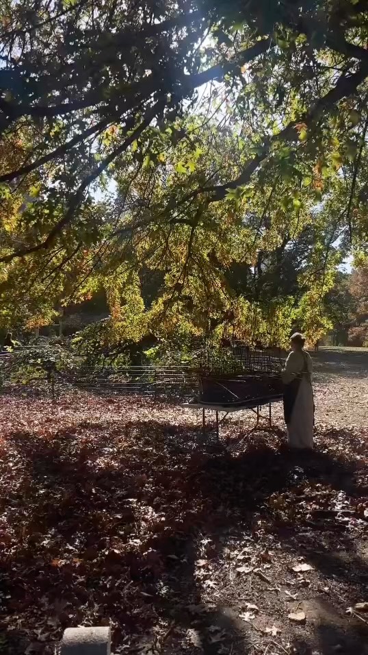 A lovely woman took this video of me weaving in Central Park and sent it to me later that day. Thank you @pklaviniadesigns_ for sharing a moment with us♥️
#centralparkmoments #newyorkcitylife #handwoven #womenwhocreate #willowcasket #naturalburial #communitygrief #weavingtogether #willow #gratitude #fallleaves