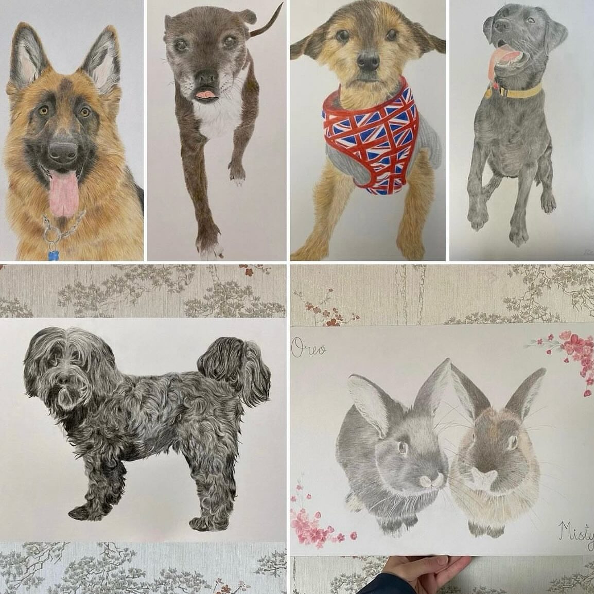 A few of my favourite pet portraits 🤩
