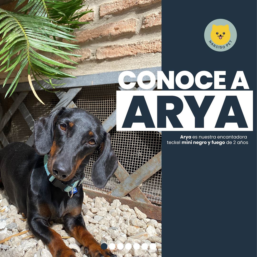 ✨Desliza y conoce a Arya 🐶😉 ✨
¿Cuál es tu parte favorita de Arya?
.
.
.
.
✂️—————
#teckel #teckellove