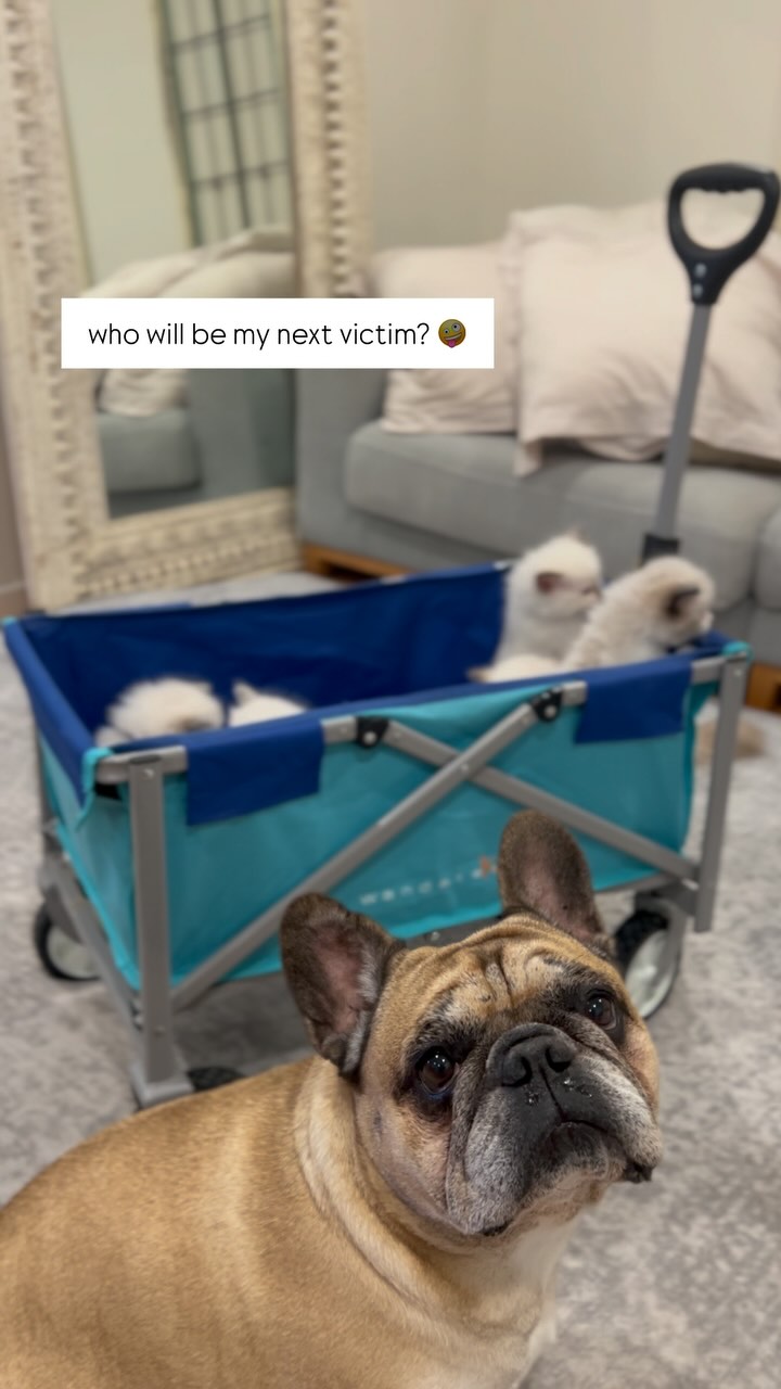 Purrsace CEO Frenchie doing Frenchie things 🐖🐽🫠
Kittens are starting to roam around and are being exposed to scary and new things. One of them being Hela.
No kimtims were harmed making this video 💕
#ragdollsmelbourne #frenchiegram #ethicalbreeder #cats #ragdollcat #melbourne #australia #raggiesofinstagram #frenchie #ragdollkitten #ragdolllove