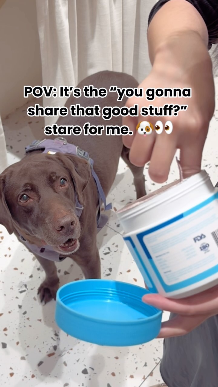 That look says it all. Make your pup’s day—grab our joint chews now for 35% off!
#blackfriday #blackfridaydeals #Pawizon #dogsupplements #dogsupplies #dogtreats #dogsofinstagram #dogmom #puppygram #puppydog #labrador #blacklabrador #labradorretriever