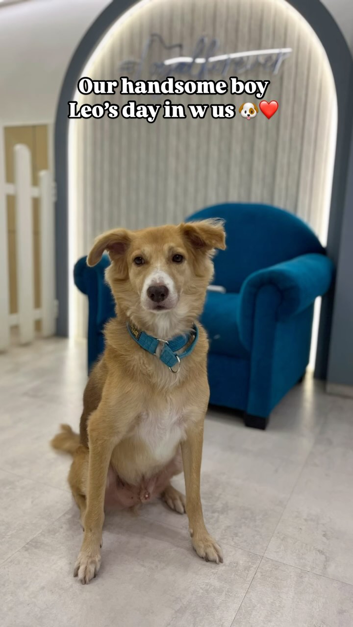 The sweetest most loving Paw friend evaaa❤️✨
Its always fun to have Leo with us❤️
#mumbaipetslovers #trendingreels #petstudio #mumbaipets #petcafe #dogsofinstagram #instagram #trendingaudio #trending