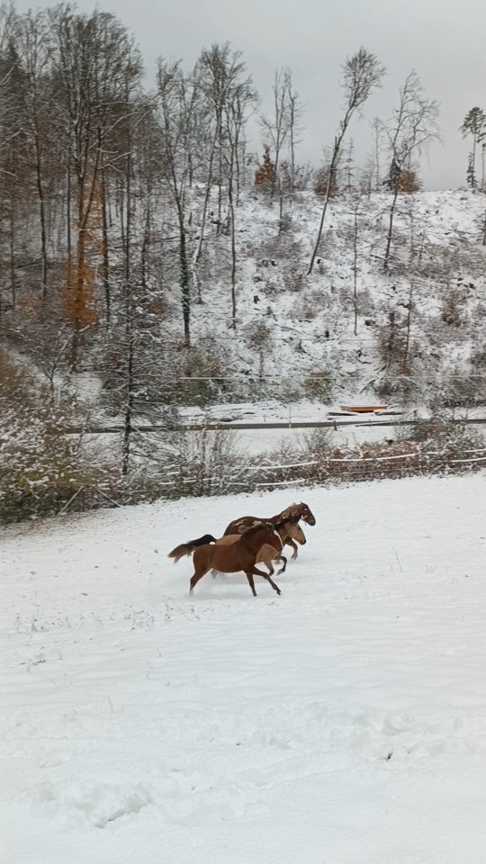 I don't think I need to explain how happy I am about having this wild bunch with me for a month of training 🤍.