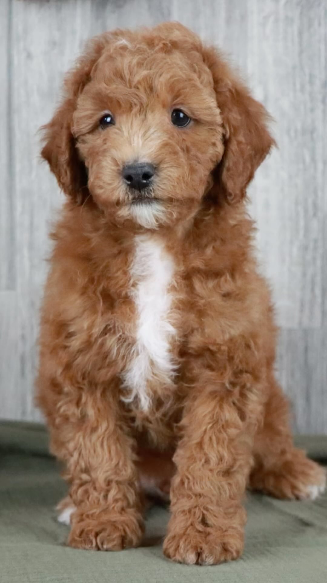 Check out Moses at www.pawprintcompanions.com or Call/Text 574.354.8783