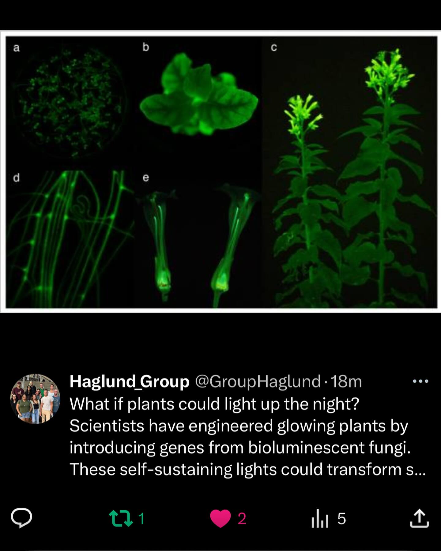 What if plants could light up at night?
.
.
.
#plant #plants #plantsthatlightup #haglundgroup #funfacts #funfactfriday #funfact #scientificfacts #hawaii #universityofhawaiiatmanoa #uhm #universityofhawaiia #uh #science #DNA #chromosomes #researchgroup #haglundgroup #drhaglund