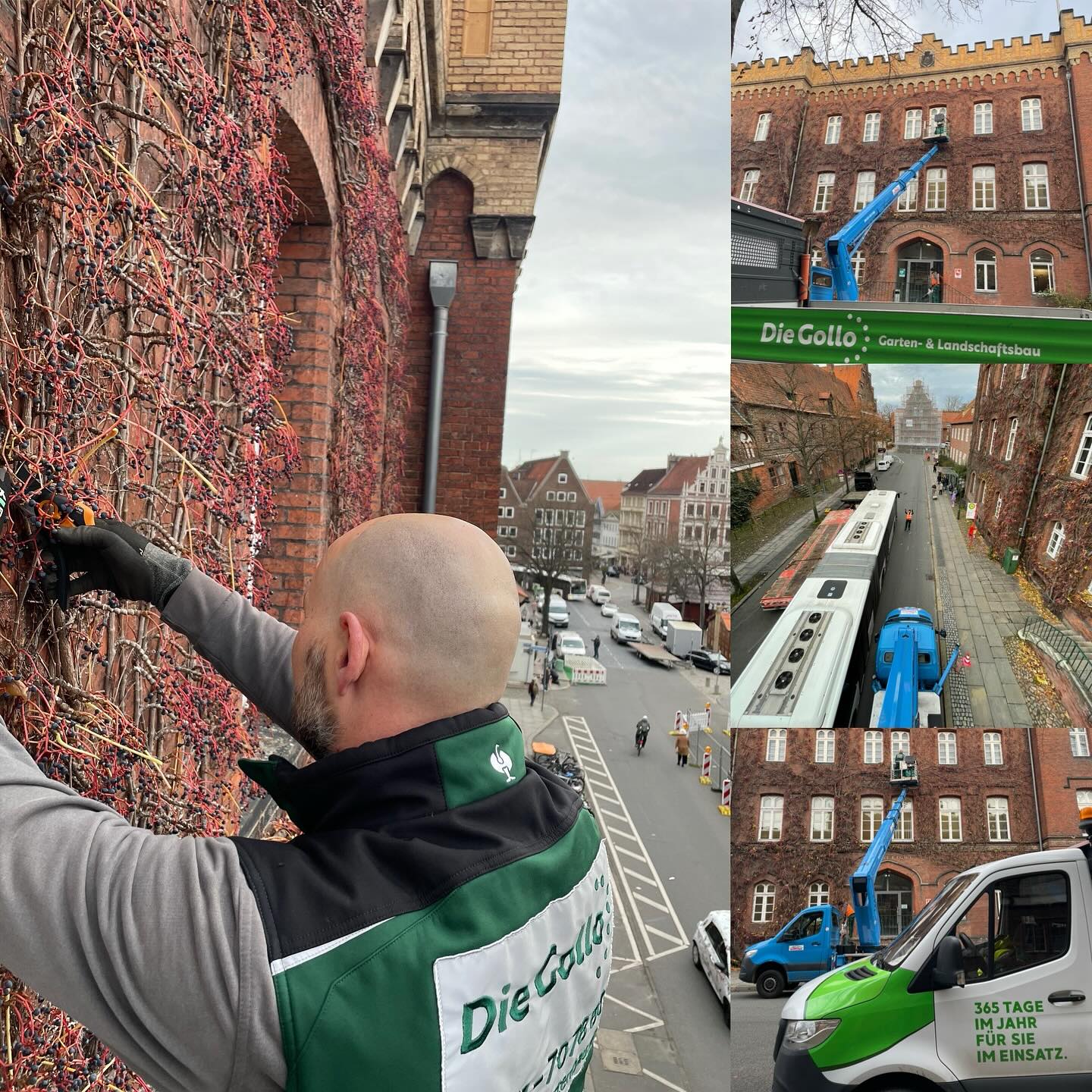 Fassadenbegrünung im Fokus – Rückschnitt am Amtsgericht Lüneburg!
Heute sind wir am Amtsgericht Lüneburg am Markt unterwegs und kümmern uns um den Rückschnitt des Weins an der historischen Fassade. 🍇 Mit präziser Handarbeit und modernster Technik sorgen wir dafür, dass die Fassadenbegrünung gepflegt und gesund bleibt, ohne die beeindruckende Architektur zu beeinträchtigen.
Fassadenbegrünungen sind nicht nur optisch ein Highlight, sondern tragen auch zur Verbesserung des Stadtklimas bei. Sie bieten Lebensraum für Tiere, schützen die Fassade vor Witterungseinflüssen und sorgen für ein angenehmes Mikroklima – gerade in urbanen Räumen wie hier im Herzen von Lüneburg.
Unser Team ist stolz darauf, Teil solcher Projekte zu sein und so einen Beitrag zur Verschönerung und Nachhaltigkeit unserer Stadt zu leisten. 💚
#Fassadenbegrünung #AmtsgerichtLüneburg #TeamGollo #Grünpflege #Rückschnitt #Nachhaltigkeit #UrbanesGrün #GartenUndLandschaftsbau #diegollo #gollogartenbau #lüneburg #ausbildung #365tageimjahrfürsieimeinsatz
Die Gollo GmbH – Ihr Partner für professionelle Pflege von Fassadenbegrünungen und Grünflächen. Kontaktieren Sie uns, um auch Ihre Grünflächen optimal zu betreuen! 🌱✨