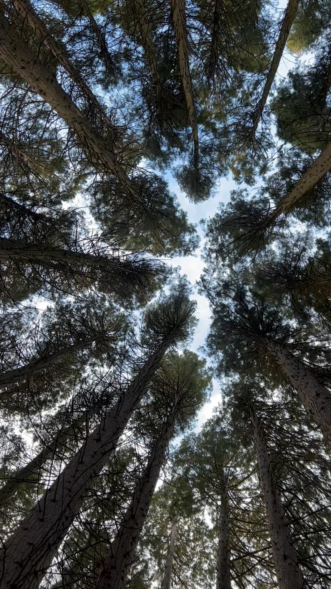 Swaying with the sequoia trees in the forest - the place I connect easily with Mother Earth, elements, spirits and ancestors. It’s the place I surrender and receive.
#motherearth #pachamama #ancestors #naturelover #forestbathing #talkingtrees #peace #happyspace #naturecalls #seqoia #recalibration #elements