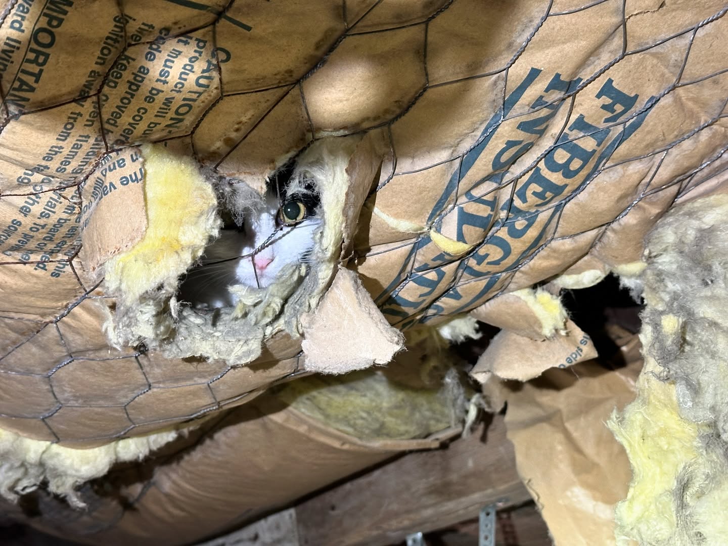 Nothing like crawling under an 1890s house to really feel the history—and by history, I mean the ghosts watching me work. Or so I thought… until I looked up and saw a cat, peeking through the insulation like, ‘You’re not supposed to be here.’ Guess I’m just a guest in their house now. 🐾👀
#UnderHouseAdventures #1890sVibes #LandlordOfTheCrawlspace #homeinspection #homeinspections #safeandsound #realestate #scary #cat #feline #inspection #inspector #realestate #crawlspace #adventure #somebodywatchingme #templetx #beltontx #saladotx #killeentx #centraltexas