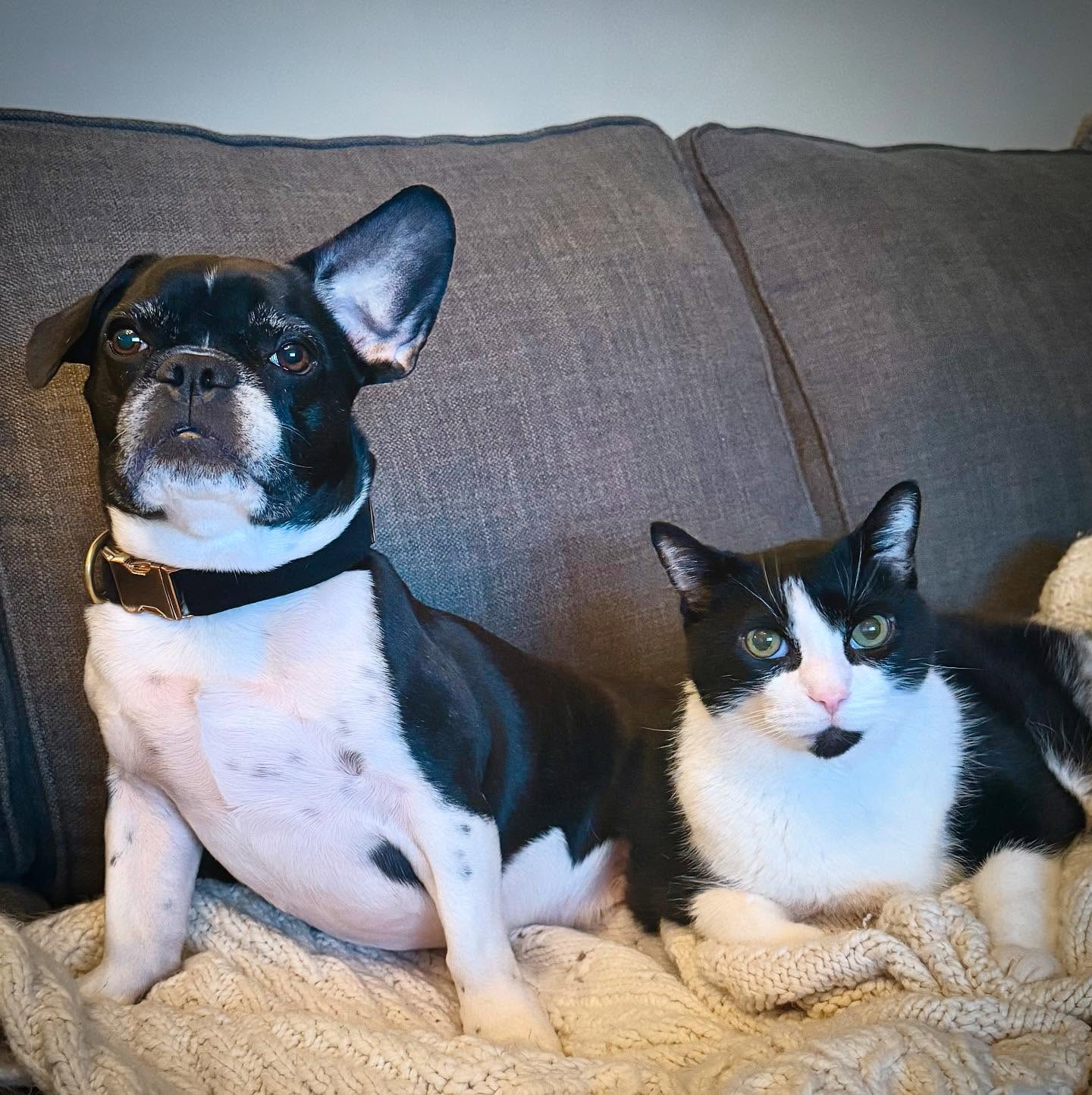 Too cute not to post! My beautiful rascals 💙💙 #twins 😍
.
.
.
.
#brothers #myboys #frenchie #frenchielove #tuxedocat #catlover #lovethem #family #love #animalsofinstagram #toronto #the6ix #libertyvillage #dogsoftheday