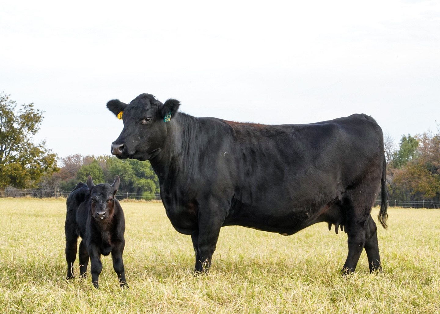 We’re thankful for a successful fall calving season!
