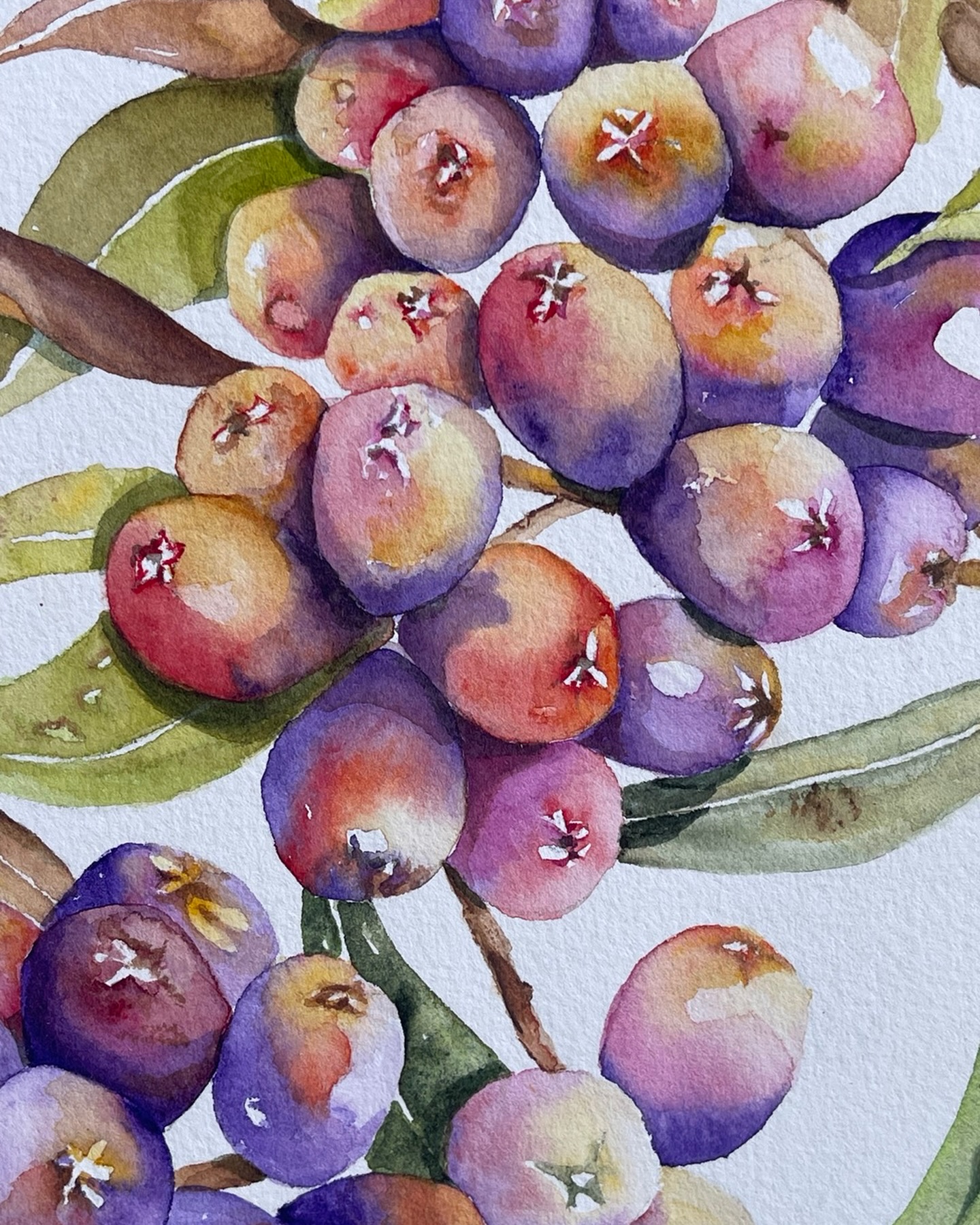 My purple berries are ripe! Took me soooo long to finish this but 👏 gives me joy.
#brisbaneartist #watercolourart #watercolourpainting #paintingastherapy #purpleberries #purple #berries #watercolorpainting and website AdeleWalkerDesigns.com